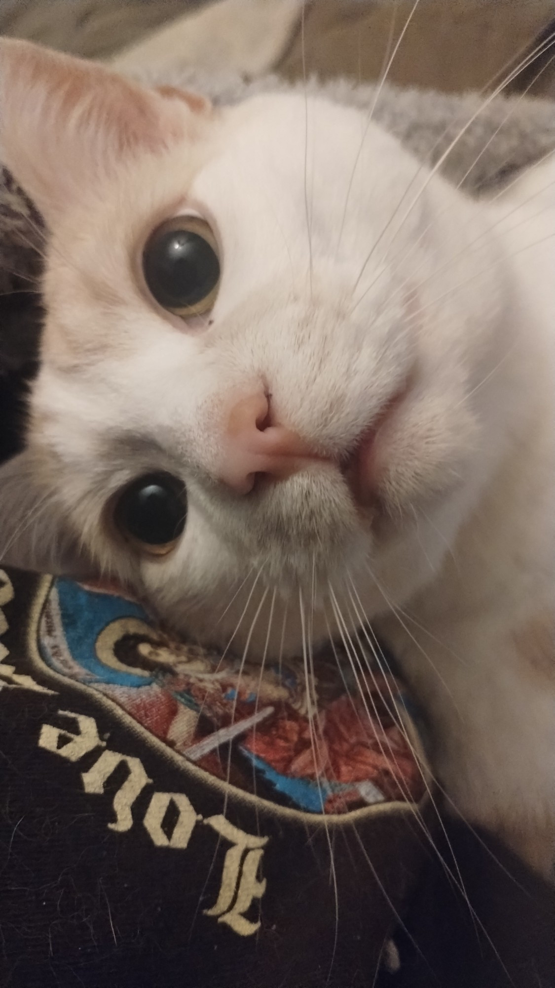 White and cream cat (Milo) staring into the void.