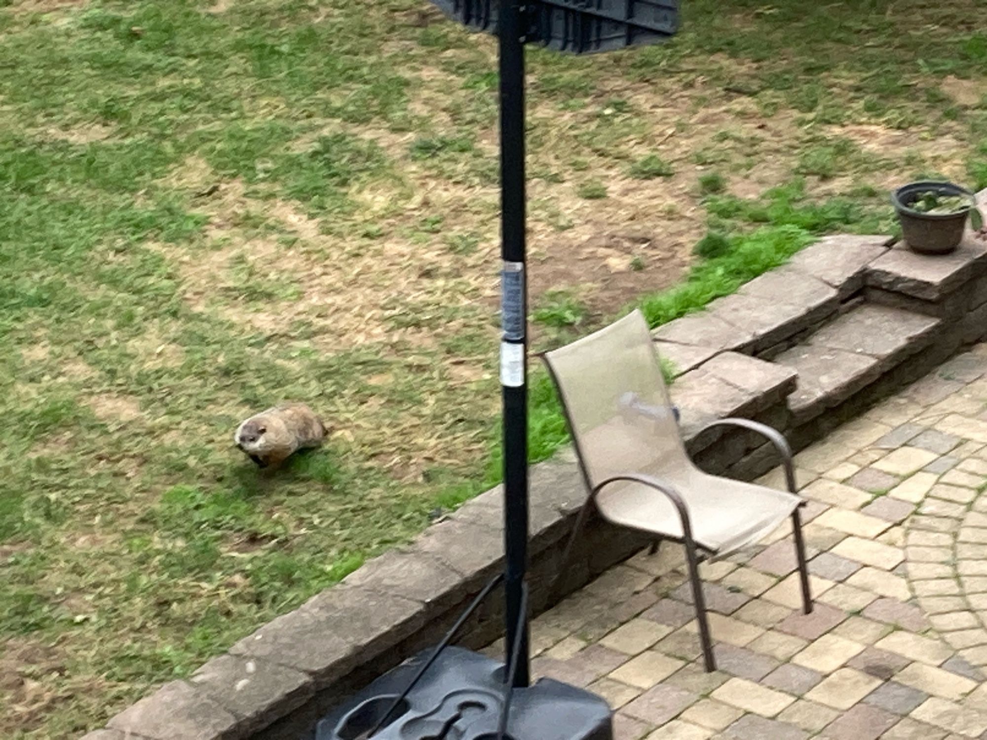 A chonky brown groundhog runs on an under-watered grass lawn towards the bottom left side of the screen. He is so adorable.