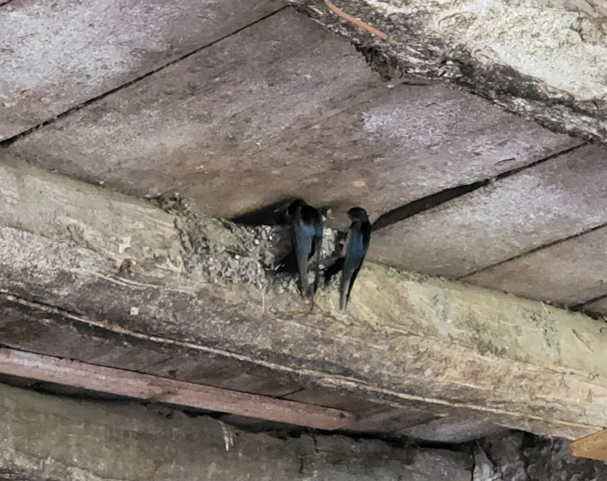 Hirondelle donnant à manger à ses petits.