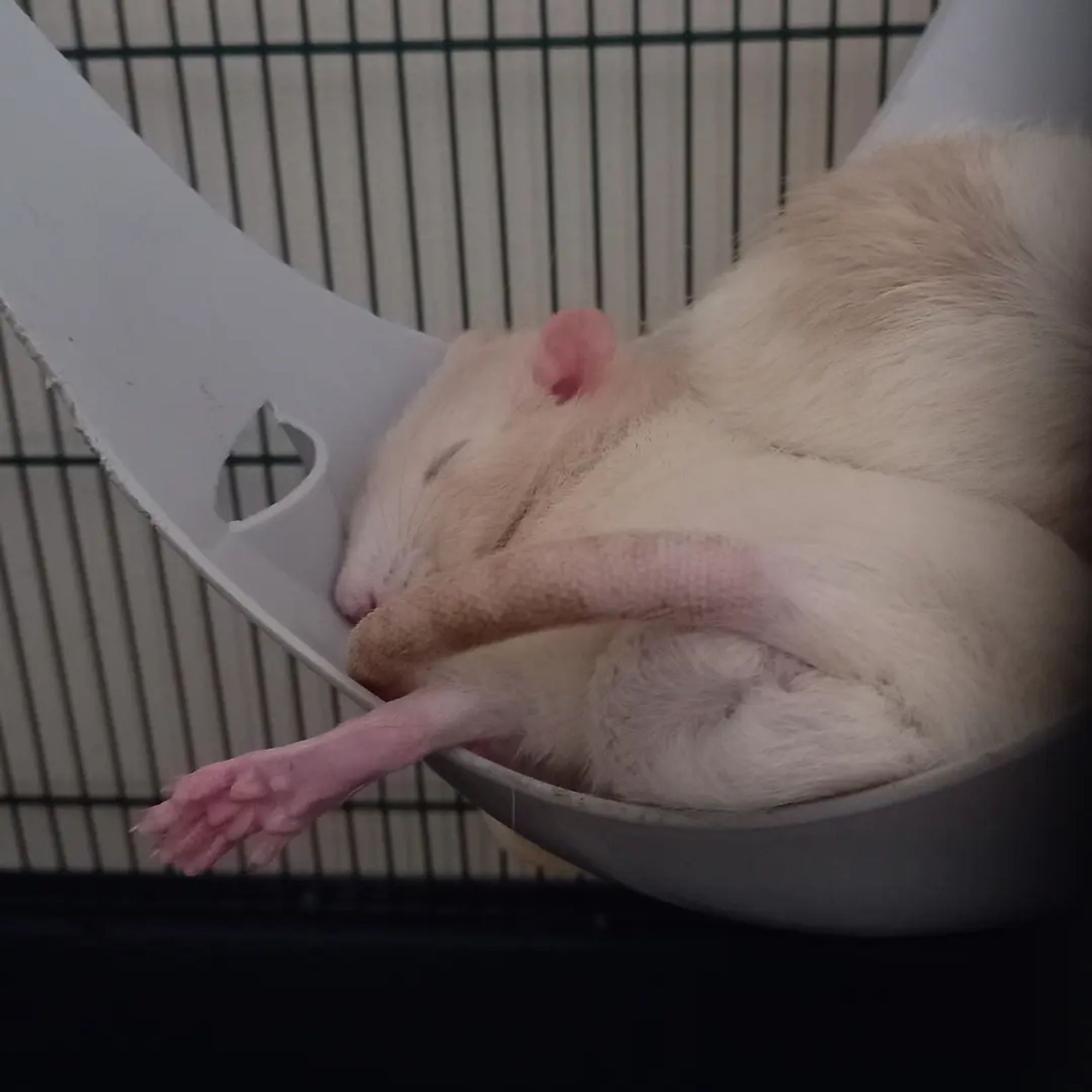 Photo of a pet rat sleeping in a twisted position with a back foot hanging out of his nest. It looks uncomfortable but he's perfectly content