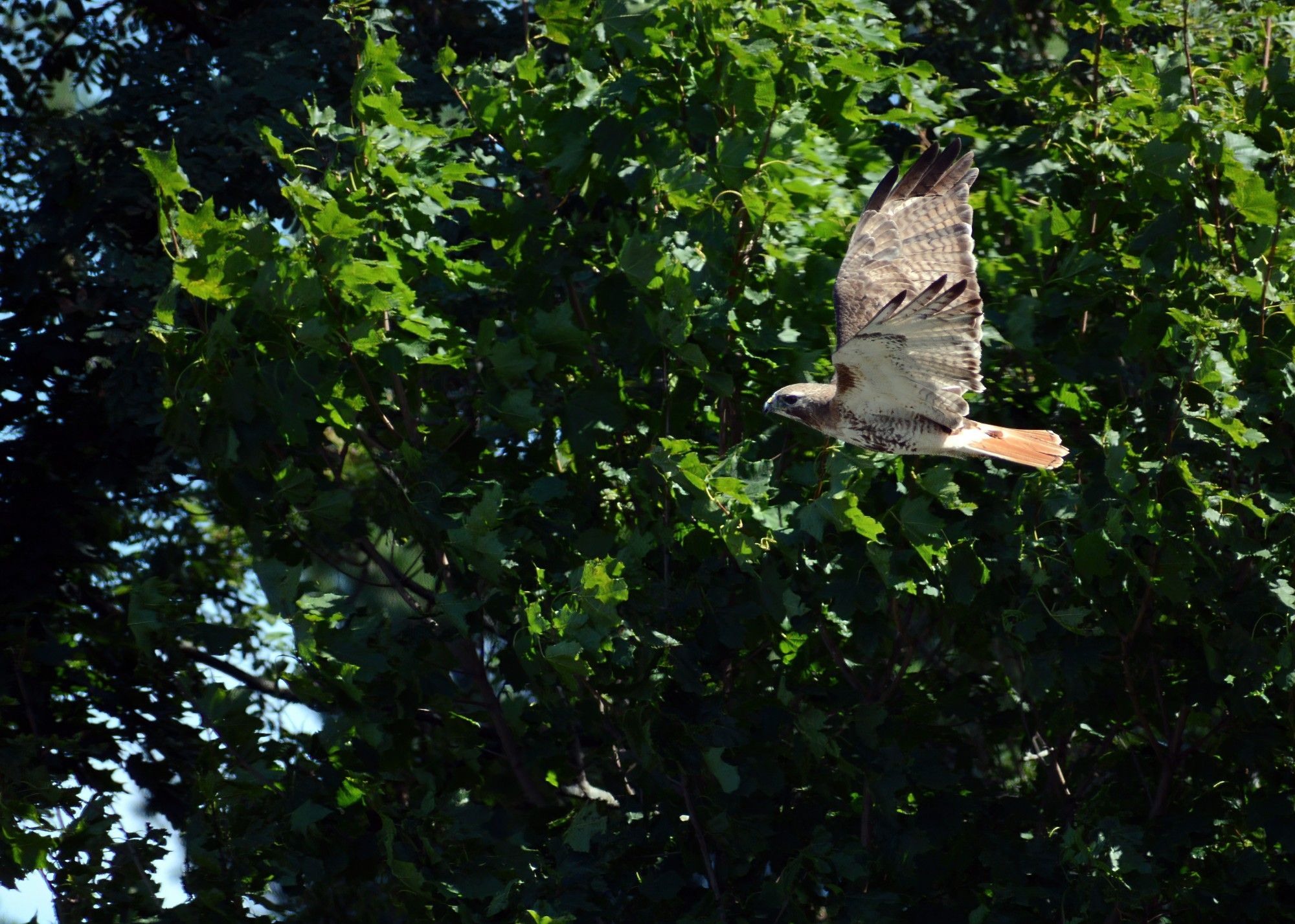 Red-tailed Hawk in flight against a backdrop of maple trees. Putnam County, NY. © John Kaprielian