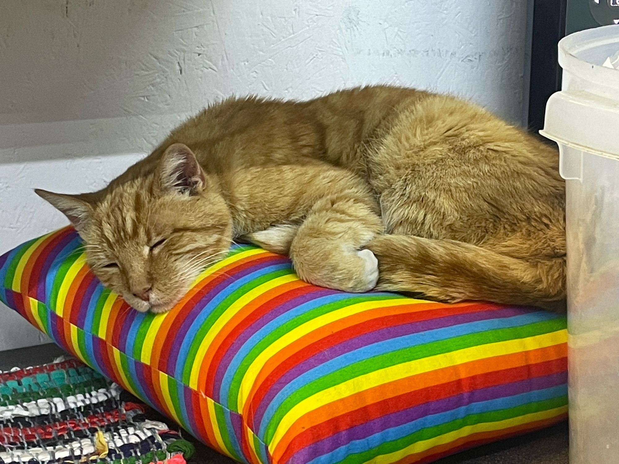 Orange tabby sleeping on a rainbow pillow.