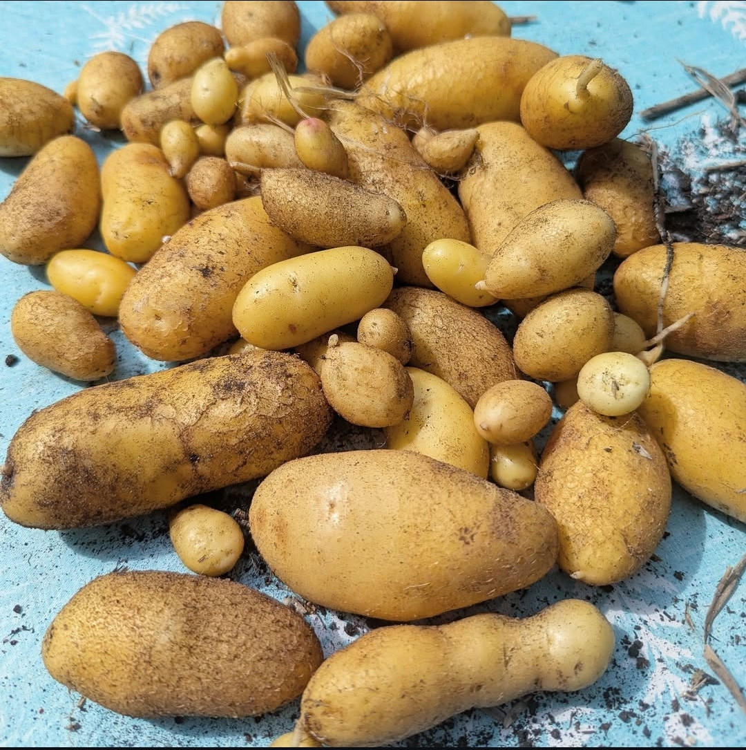 My proud pile of basket grown potatoes of varying sizes. 