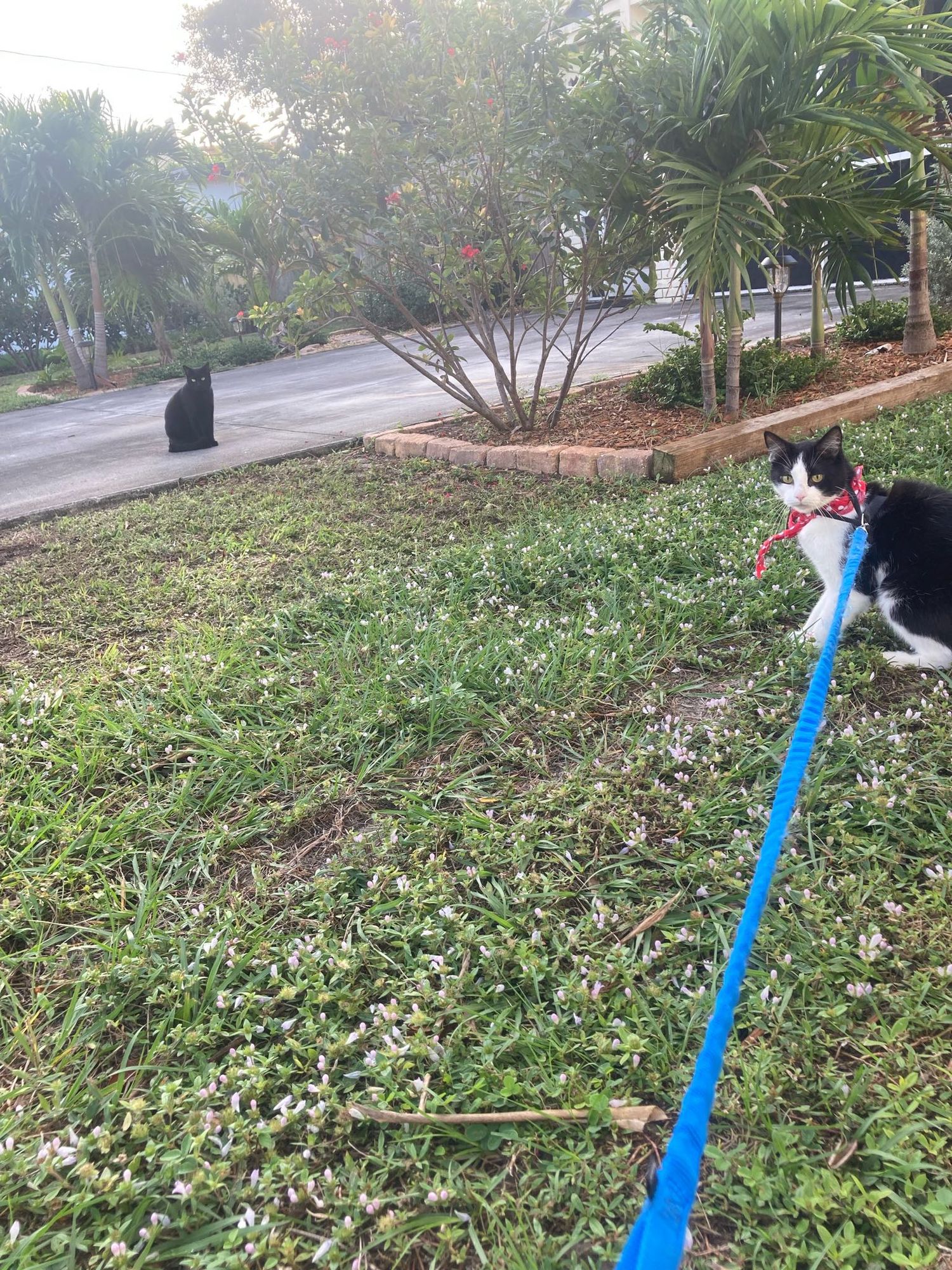 Ziggy walking on a leash looking at Binx my feral 👀