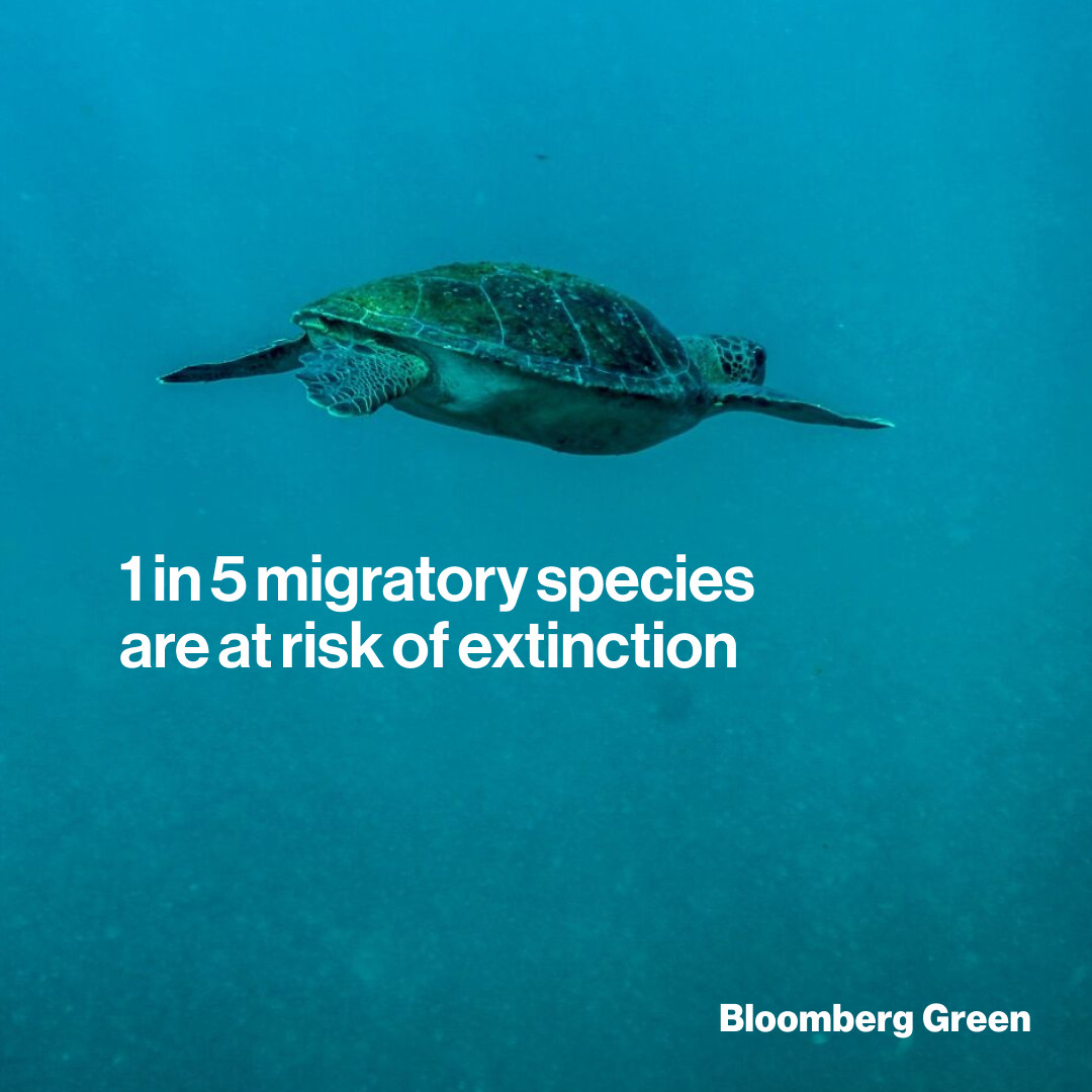 1 in 5 migratory species are at risk of extinction, a new study finds