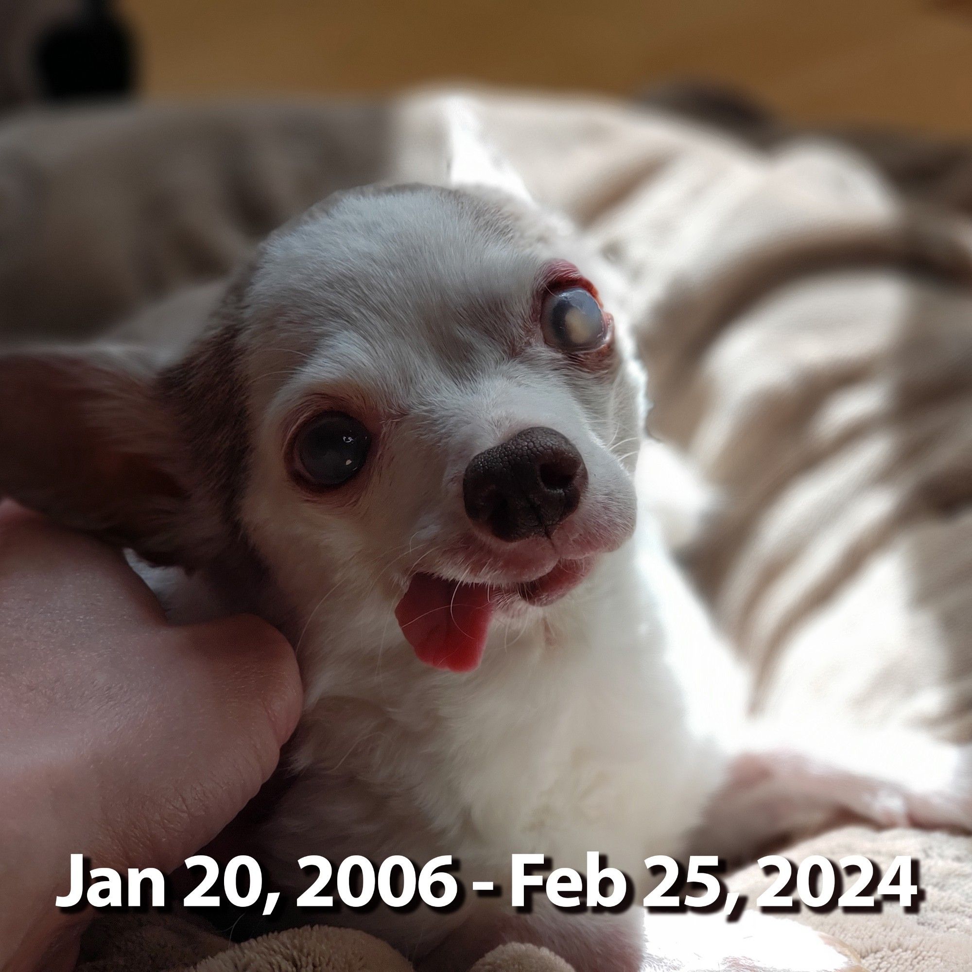 Suzanne Lenoir's Chihuahua in dog bed with sunshine