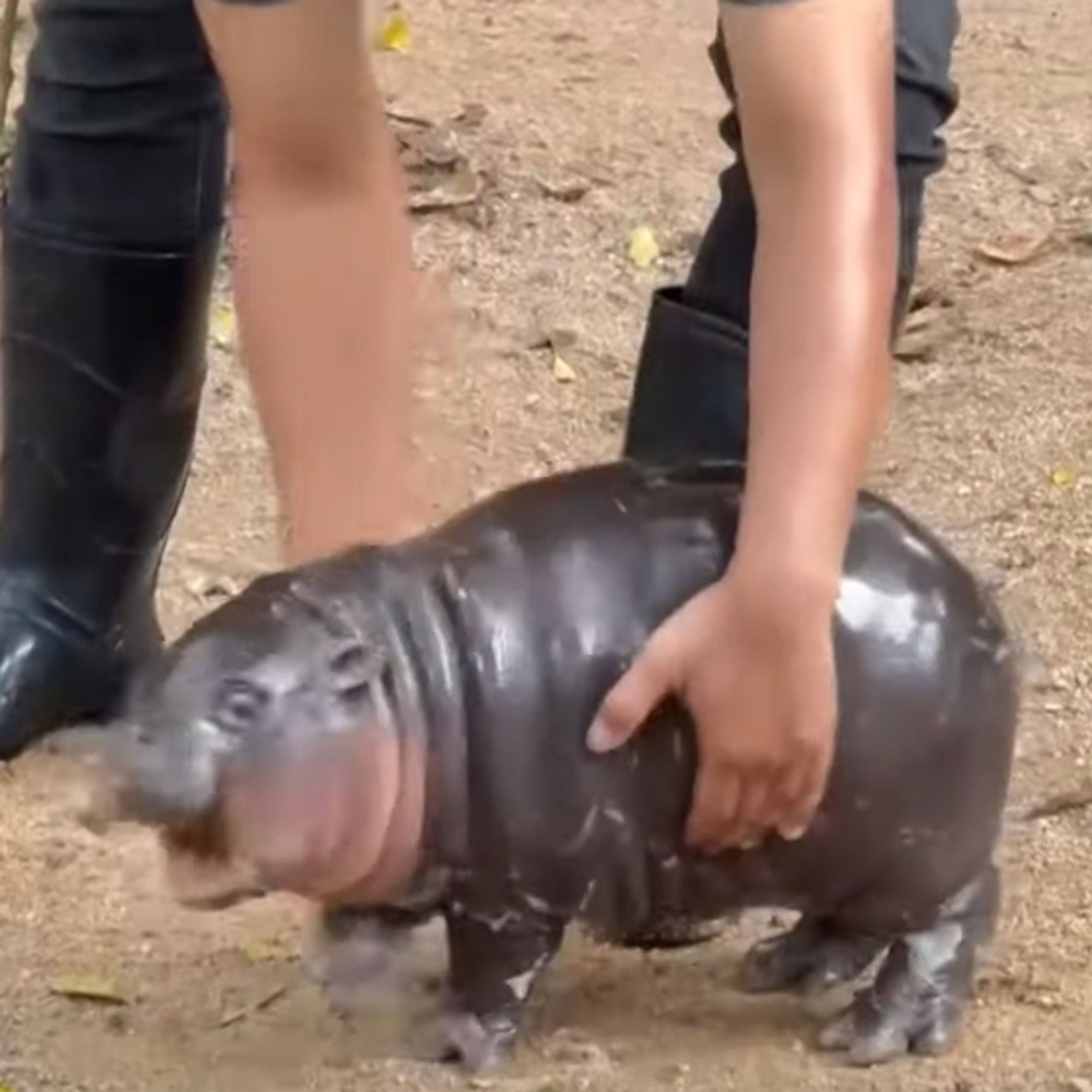 Moo Deng, a Pygmy Hippopotamus in Thailand zoo, commonly found with mouth open in a scream.