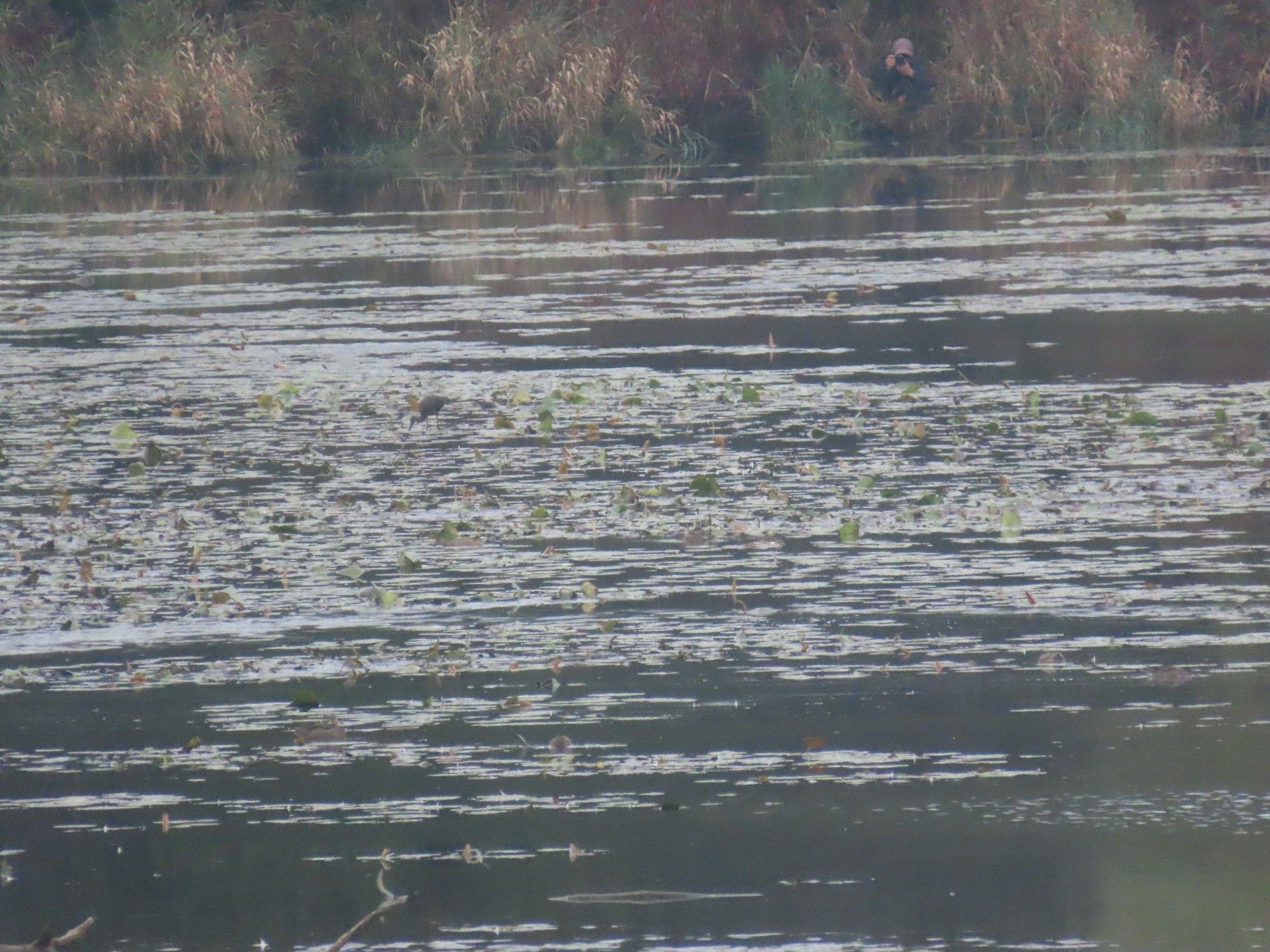 View of vegetated wetland, a photographer crouched in the grass on the opposite shore, and a tiny, blurry outline of a long-billed shore bird out in the water