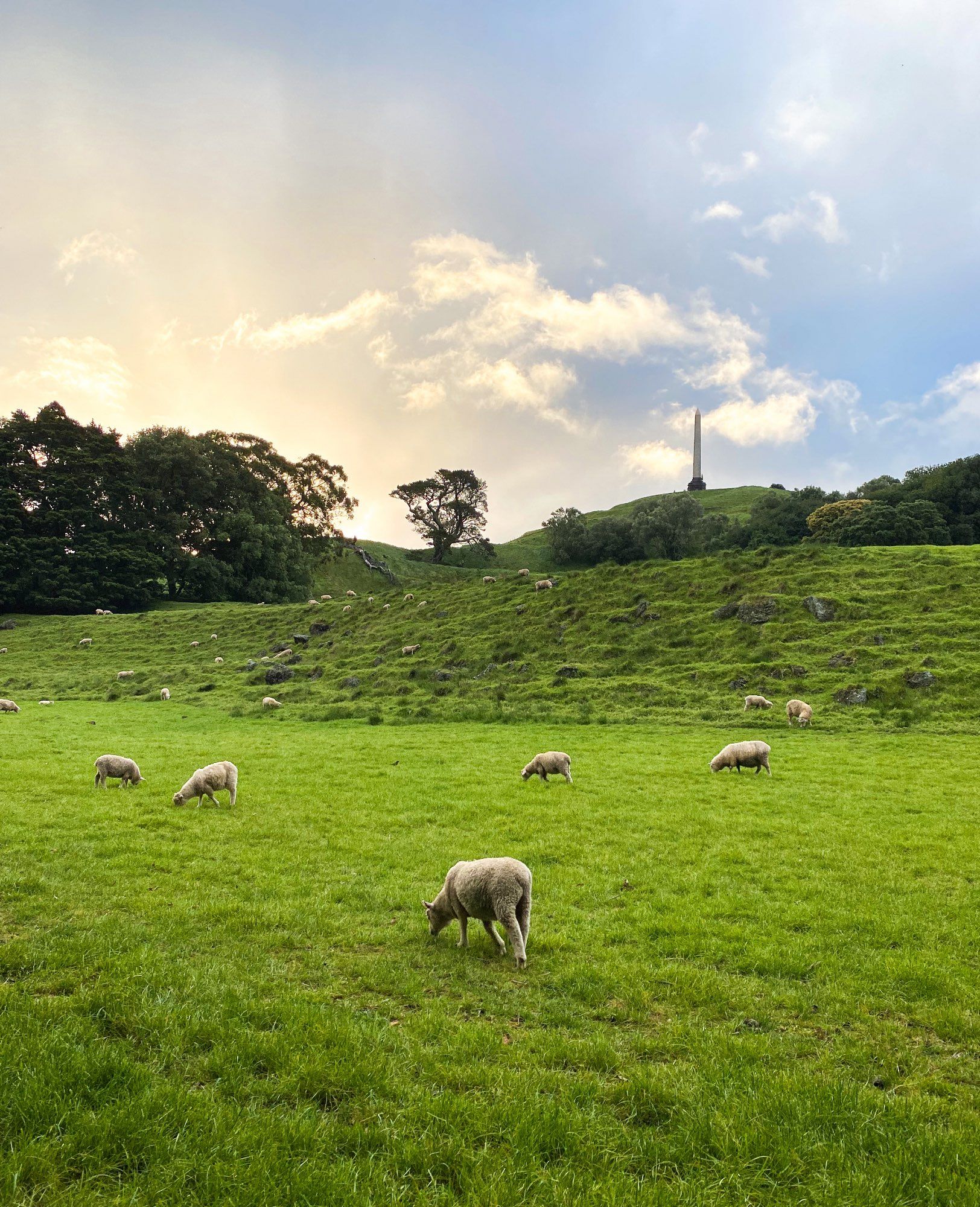 A photo of a field of sheep in a field in the foreground, while a yellow sunset lights up the sky behind Maungakiekie.