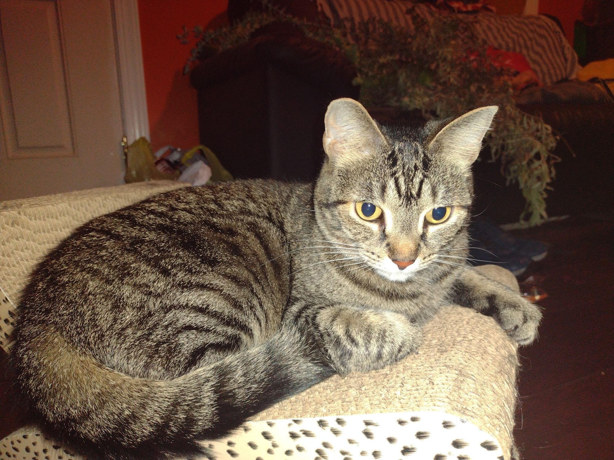 A mackerel tabby on her couch