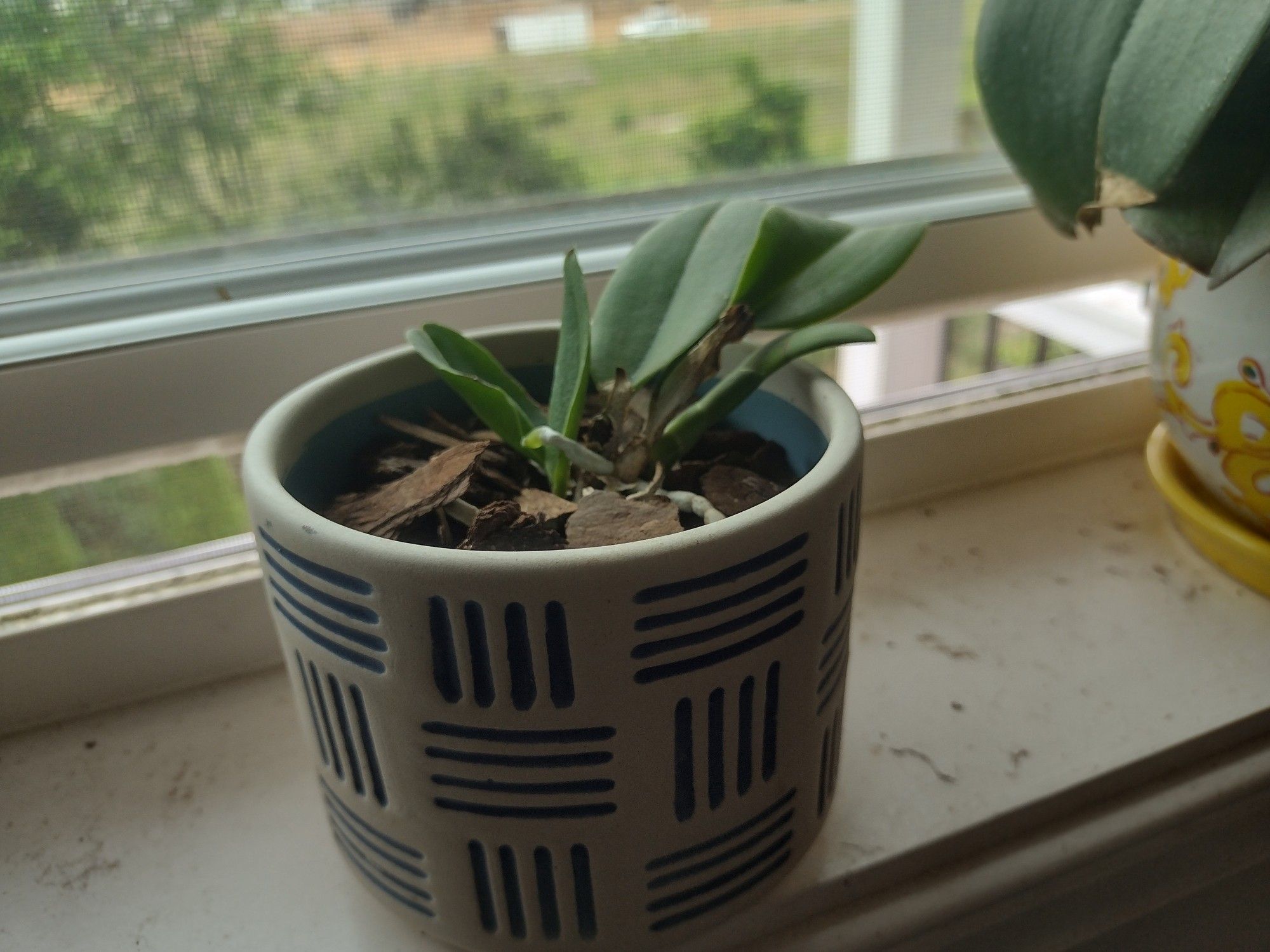 A small orchid with a flower spike growing from the right side