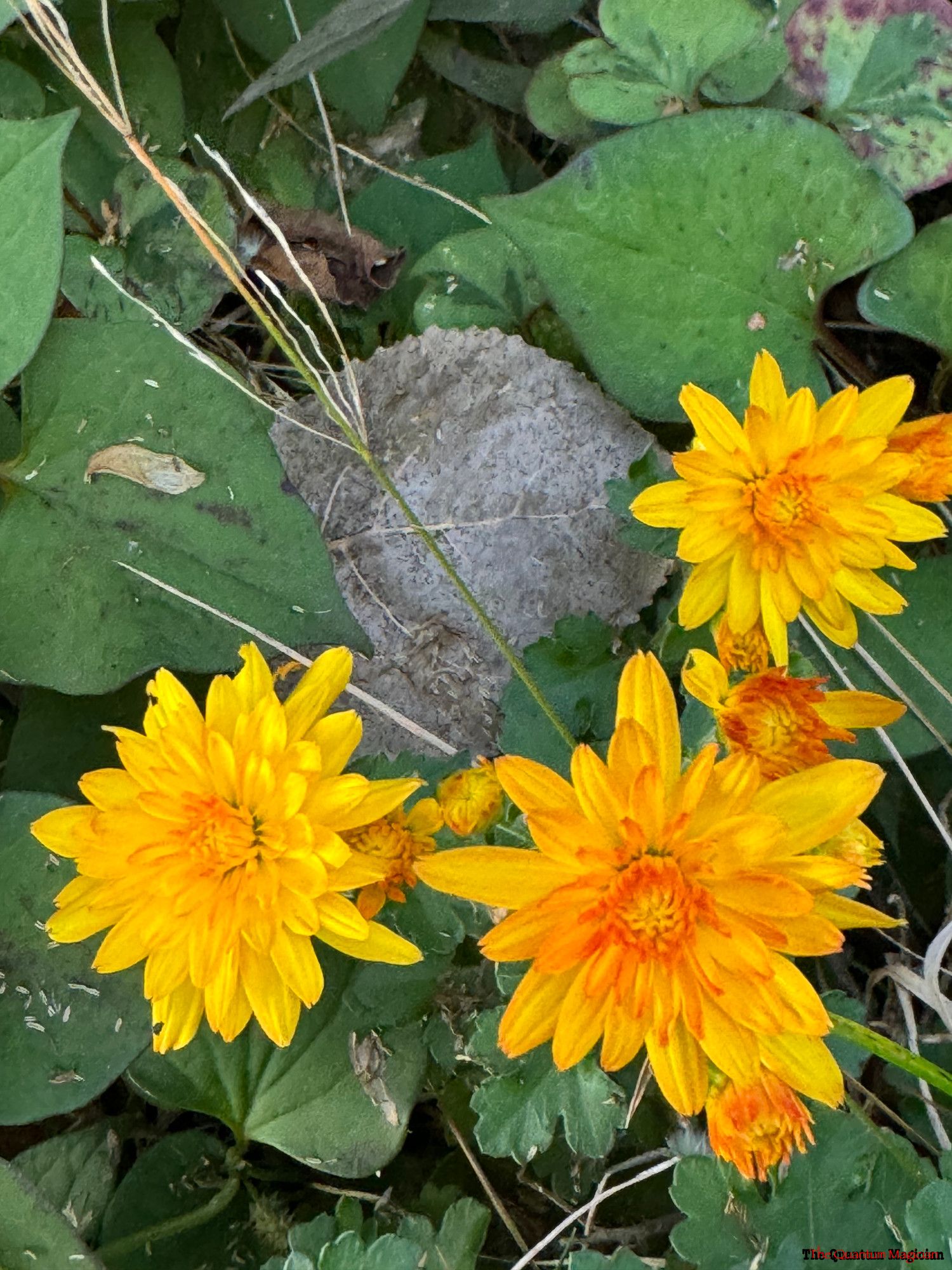 Close up of three newly opened mum blossoms against a foliage background.