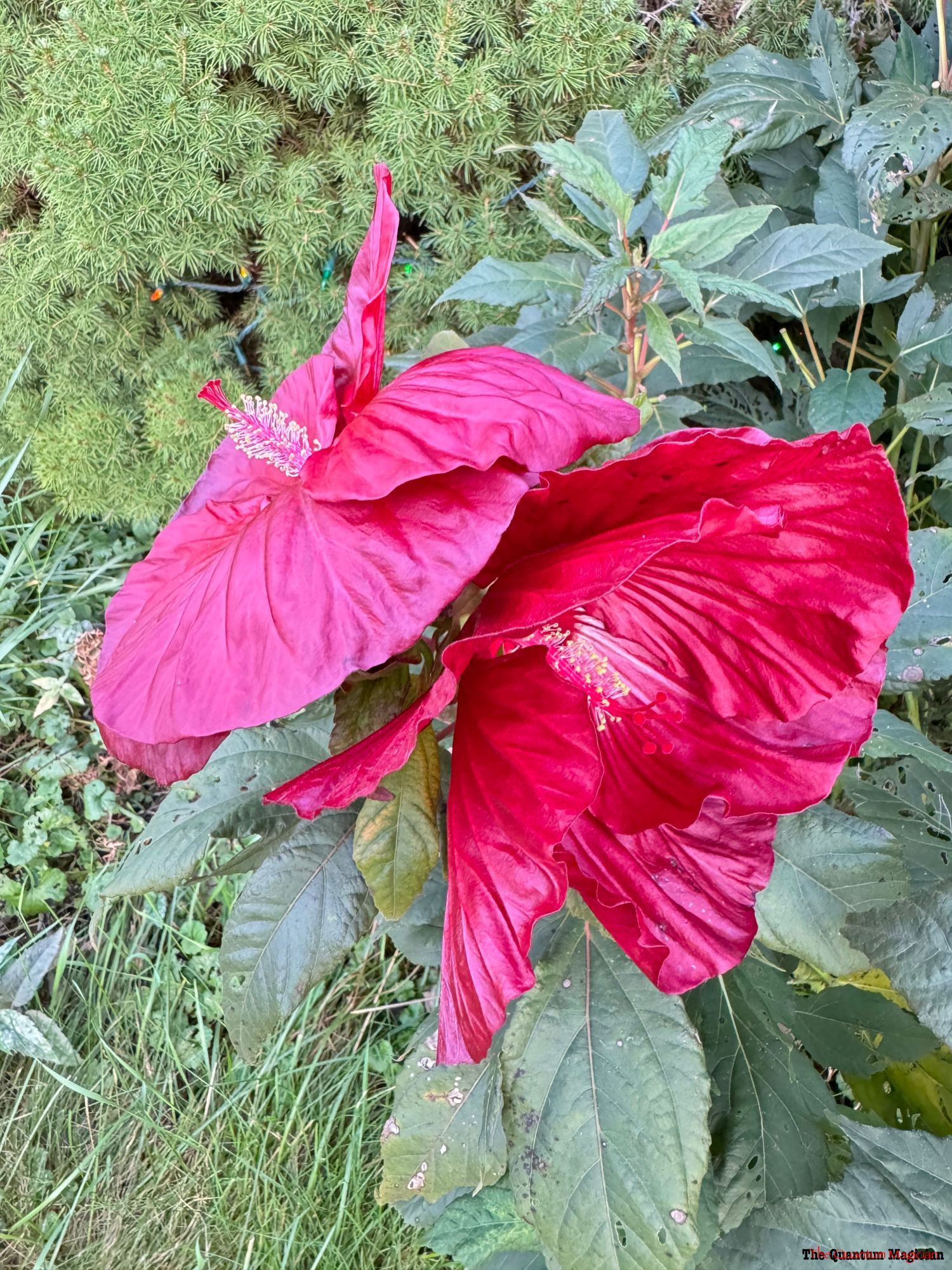 Two hibiscus grandiflora blossoms back to back looking something like a butterfly.