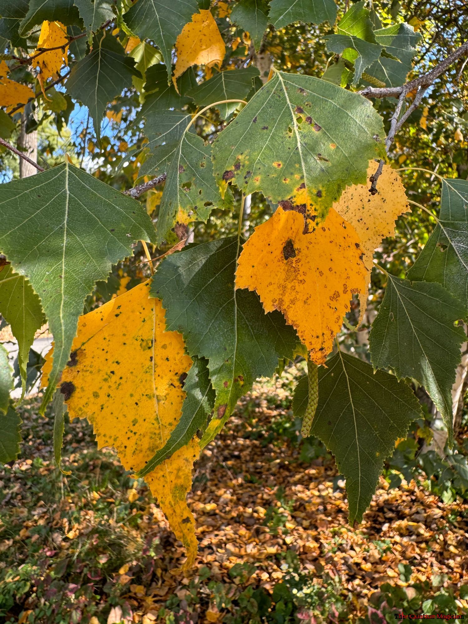 White Birch leaves, some already yellowed by the fall conditions.