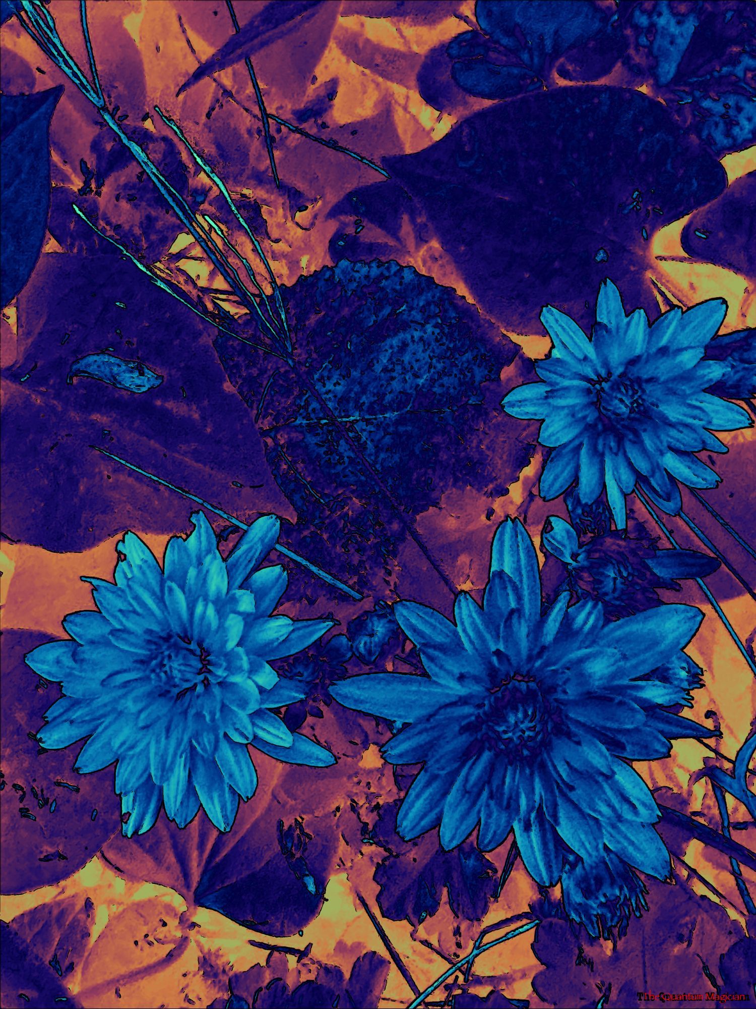 Close up of three newly opened mum blossoms against a foliage background.

The picture has been run through home brew image processing software which has manipulated the colors and outlined details in black.

The mums are cyan, the nearest foliage is dark purple, and the farthest foliages is orange and yellow.