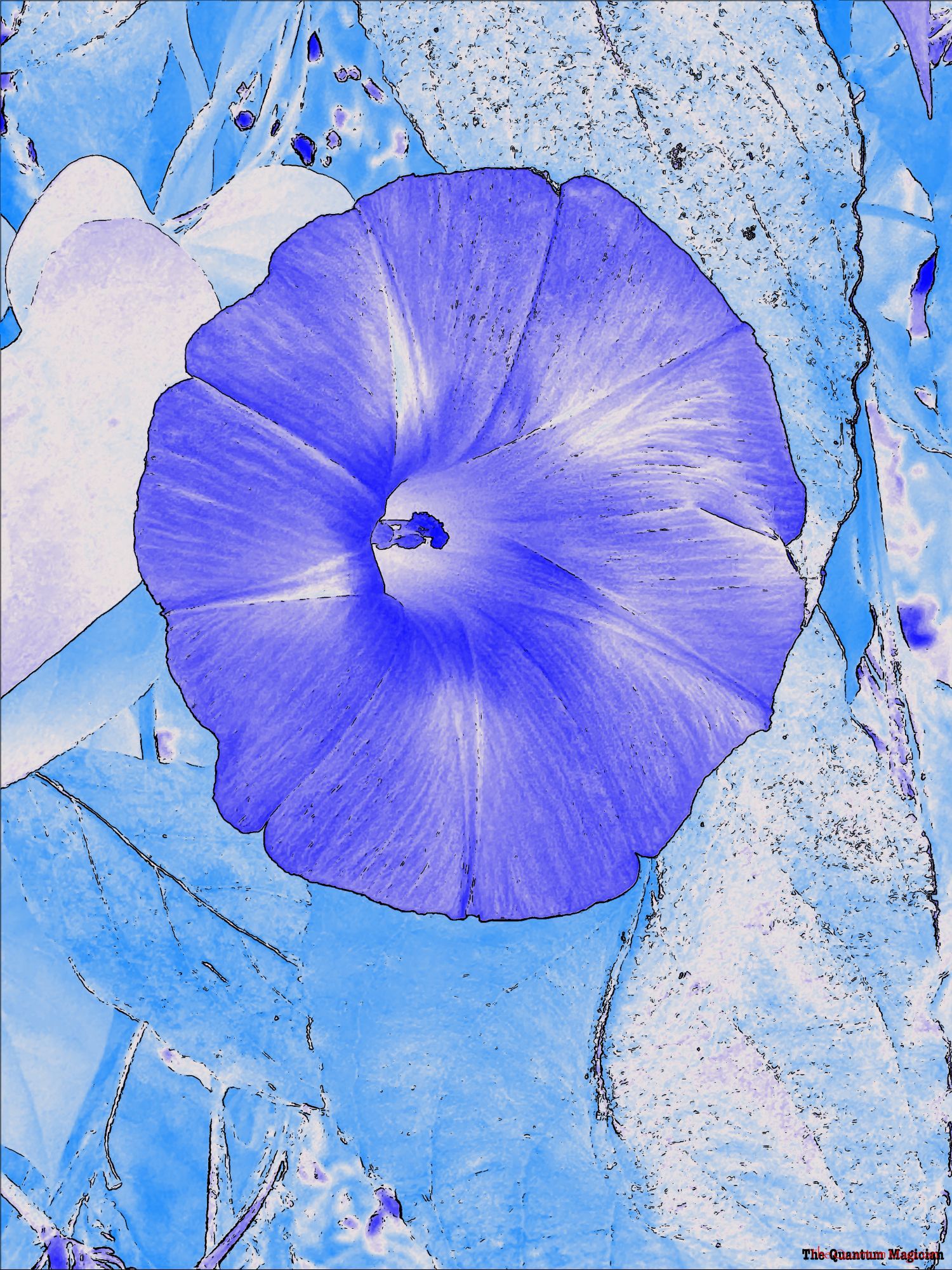 A morning glory blossom, peeping out from a mix of its own foliage, and wild dogwood leaves.

The picture has been run through home brew image processing software which has manipulated the colors and outlined details in black.

The blossom is shades of purple with white highlights. The foliage is pale blue and white.