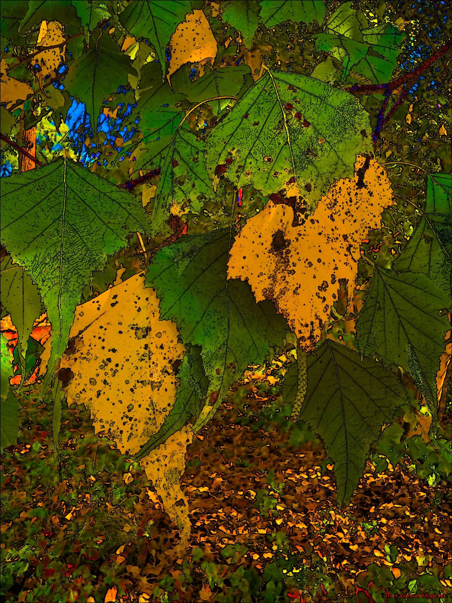 White Birch leaves, some already yellowed by the fall conditions.

The picture has been run through home brew image processing software.

The colors have been saturated, and details outlined in black.