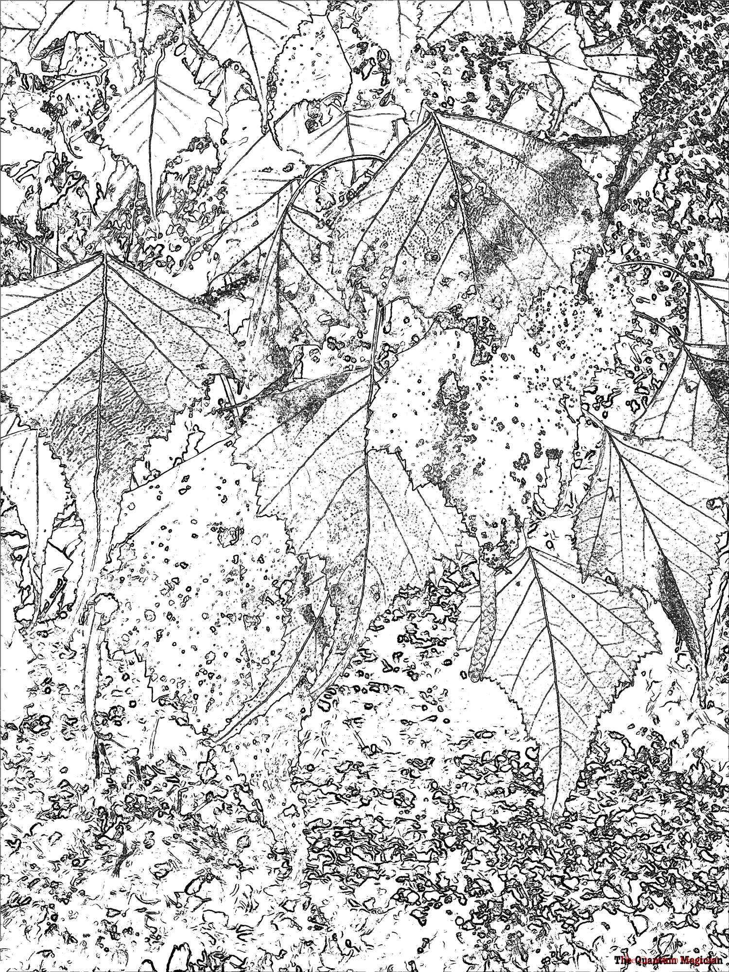 White Birch leaves, some already yellowed by the fall conditions.

The picture has been run through home brew image processing software.

It now resembles a line art drawing, mostly white, with details picked out in a near black.