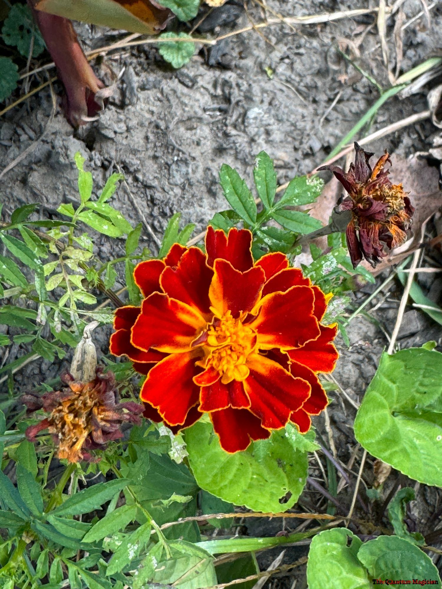 A fresh, fully blooming varicolored marigold blossom between two shriveled, dead earlier blossoms, against  a background of its own foliage, and various types of ground cover. The blossom is deep red with yellow edges and center.