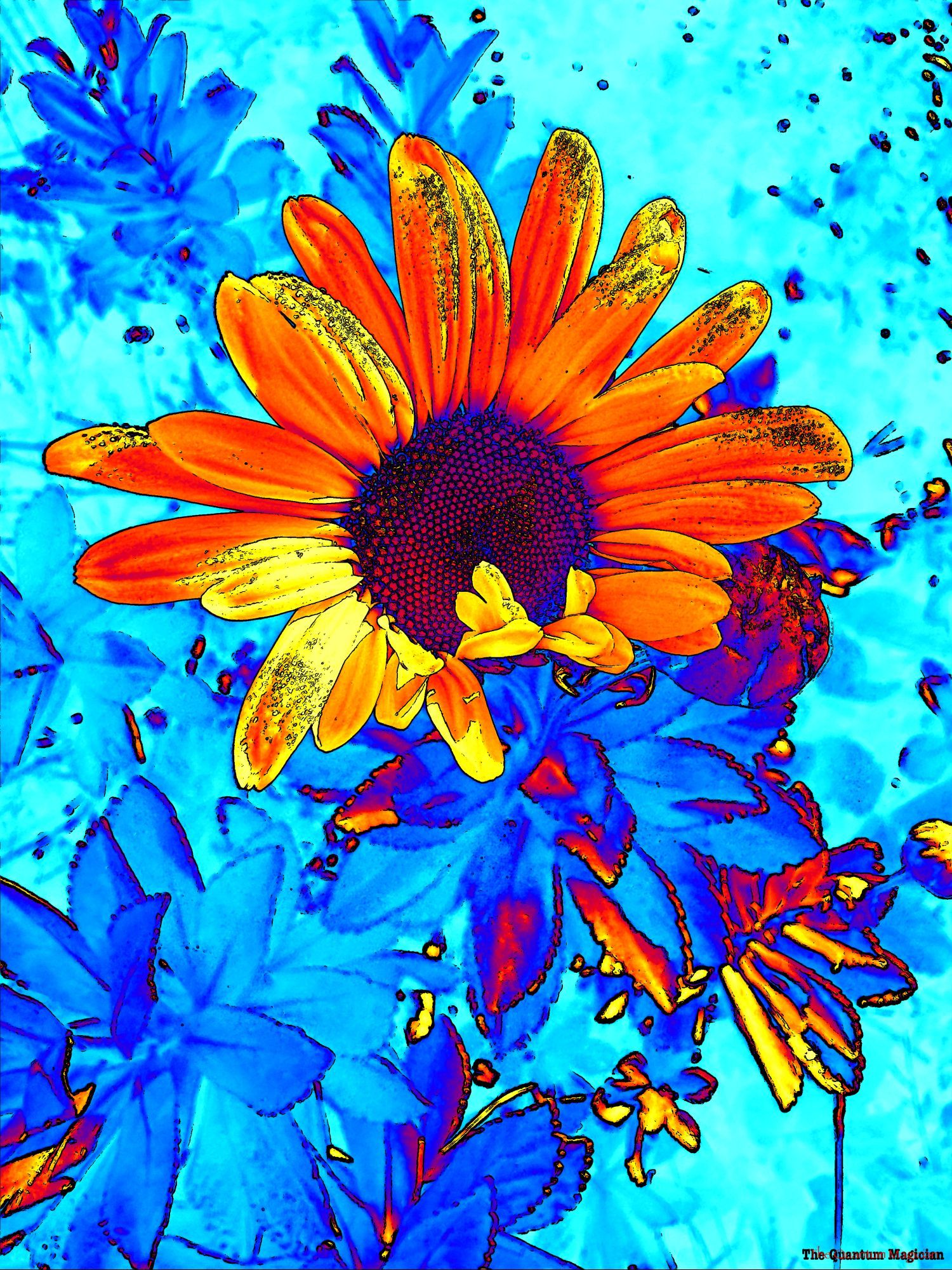 A Montauk Daisy bloom nearly finished blossoming. Only a few petals near the six o'clock position are still mostly folded down, the test having opened fully. The background is an out-of-focus mass of daisy foliage.

The picture has been run through home brew image processing software which has manipulated the colors and outlined details in black.

The petals are mostly warm orange, with a few golden yellow ones. The central portion of the bloom is a deep red with dark blue shadows. The background is mostly cyan, with some darker blue touches here and there.