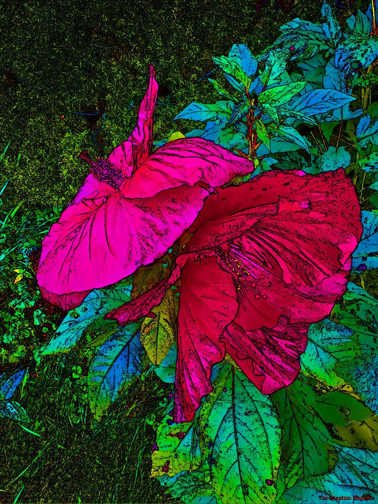 Two hibiscus grandiflora blossoms back to back looking something like a butterfly.

The picture has been run through home brew image processig software which has saturated the colors and outlined details in black.