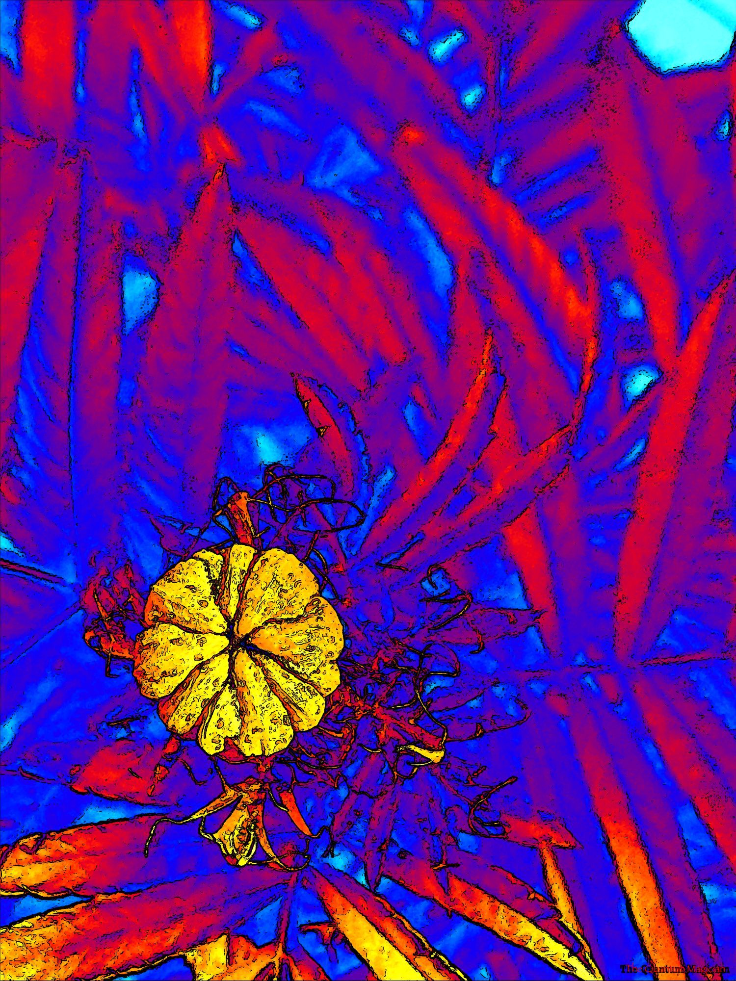 Close up of a still developing Giant Marigold bud, clenched tight, against it's own leaves.

The picture has been run through home brew image processing software which has manipulated the colors and outlined details in black.

The bud itself is golden yellow. The nearest leaves are orange/red with yellow tints. The further leaves are red with blue tints. The deepest shadows are cyan.