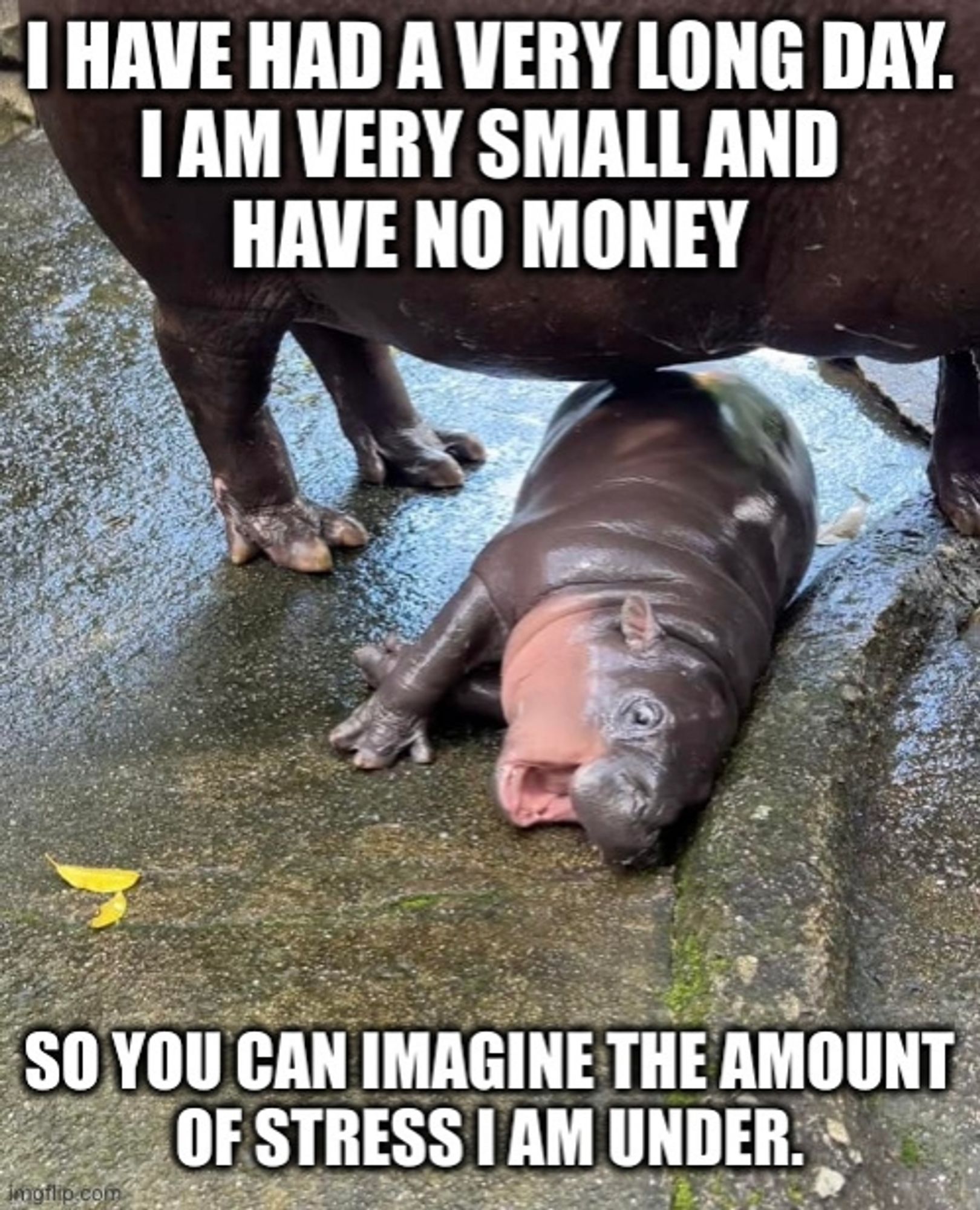 Moo Deng the baby hippo lying on the ground on her side with her mouth open.

Text on the image reads: "I have had a very long day. I am very small and have no money so you can imagine the amount of stress I am under."