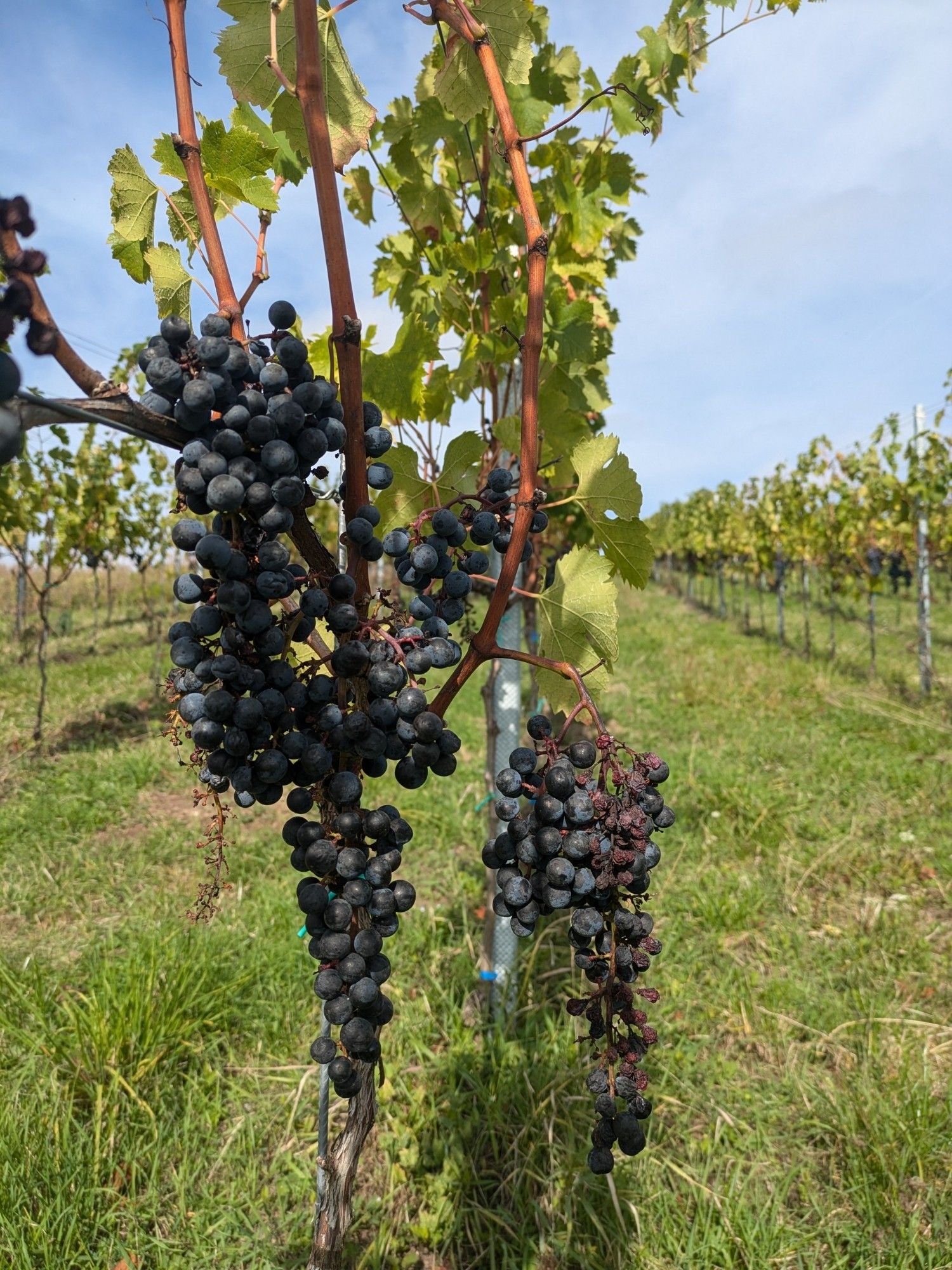 Eine Weinrebe mit vielen roten Trauben. Es geht den Berg hoch, links und rechts viel Gras