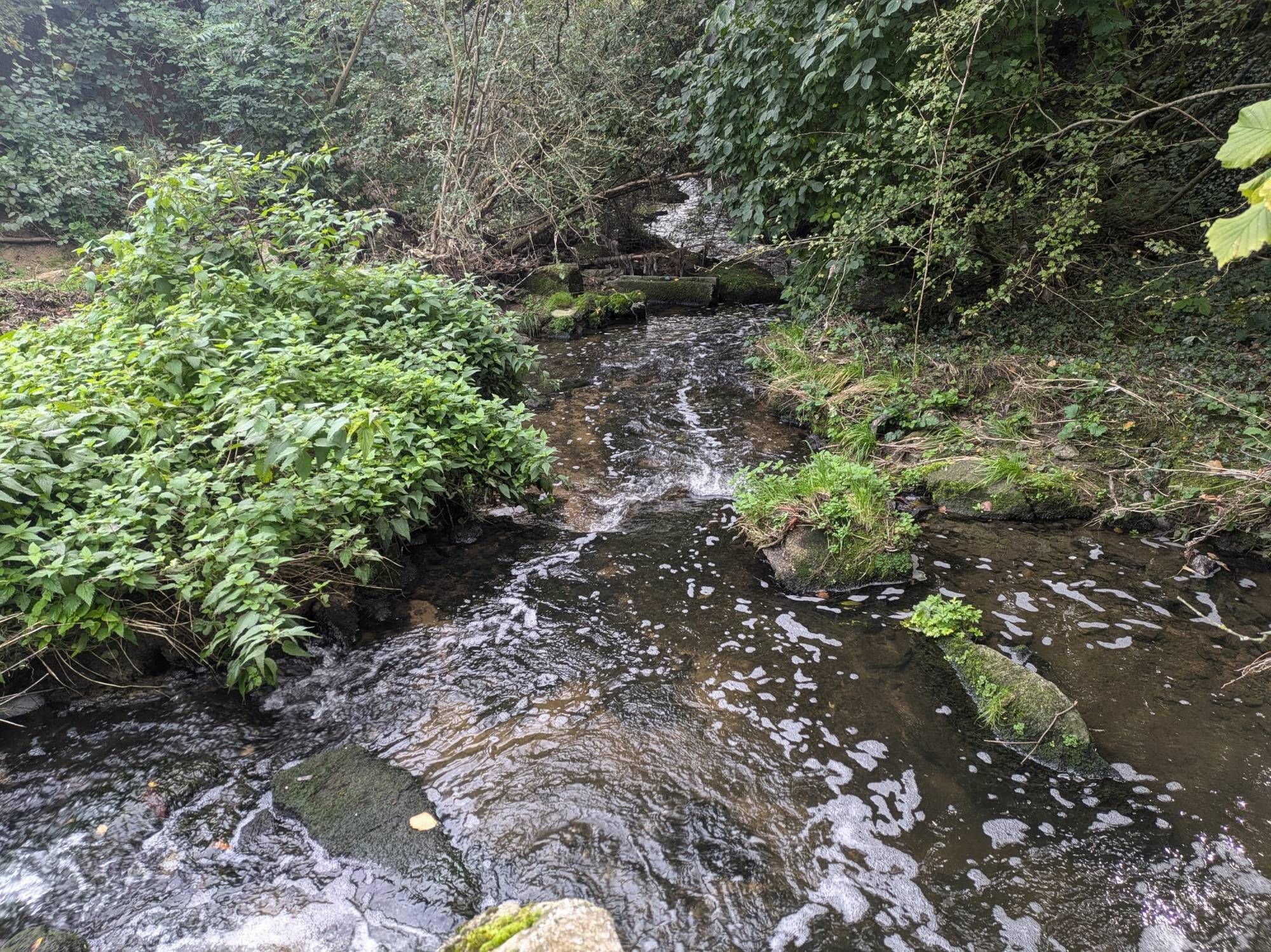 Ein kleiner Bach plätschert durch Gestrüpp und Bäume über Steine hinweg. Ich stehe zum Fotografieren mitten im Bach