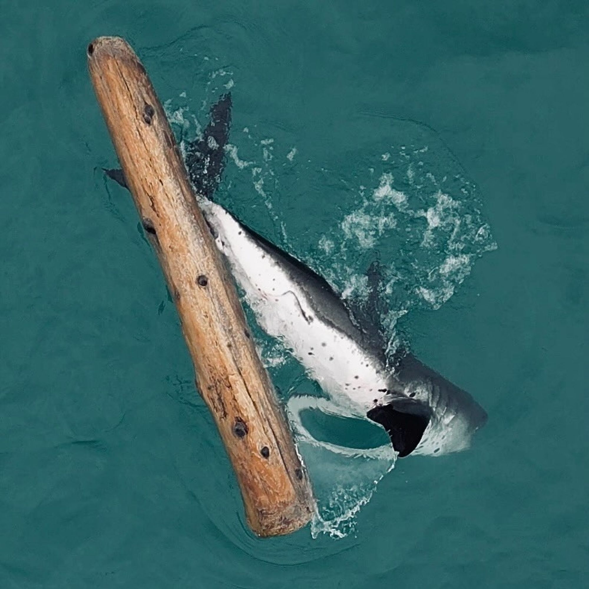 Cute salmon shark with a spotty tum viewed from an overhead drone, theyre rubbing up against a floating log