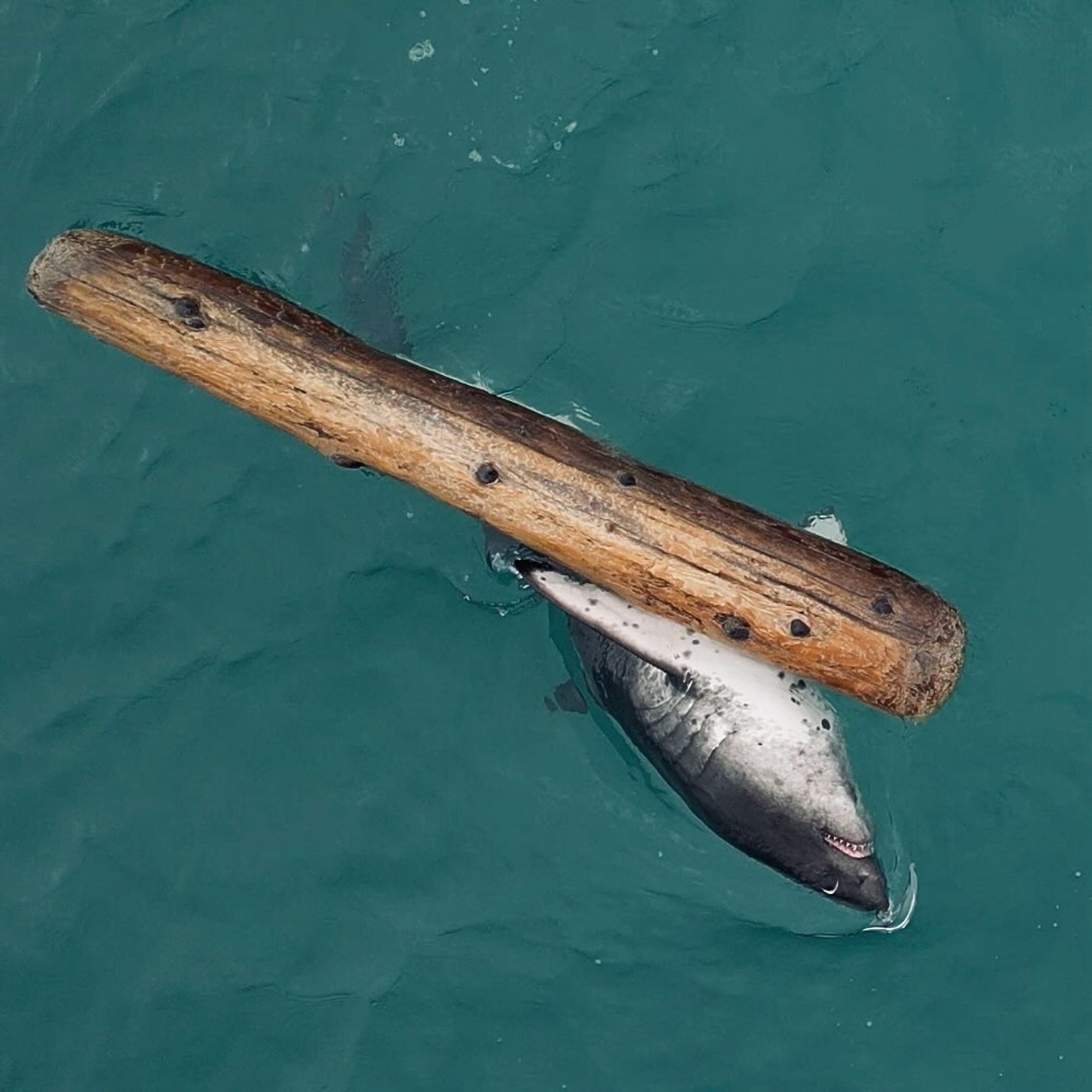 Cute salmon shark with a spotty tum viewed from an overhead drone, theyre making crazy eyes while rubbing up against a floating log