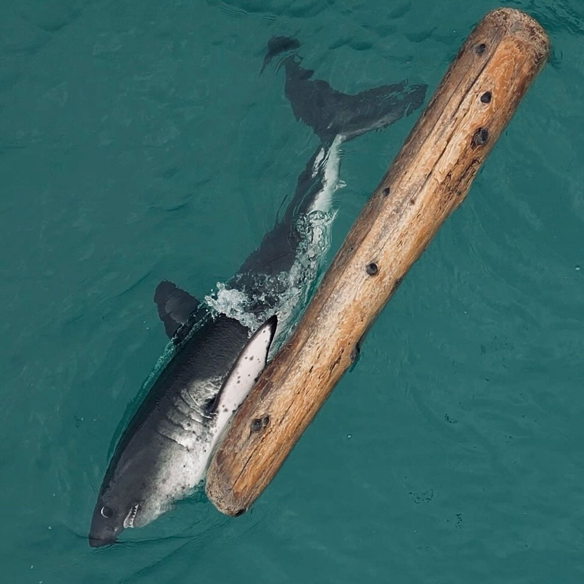 Cute salmon shark with a spotty tum viewed from an overhead drone, theyre making crazy eyes while rubbing up against a floating log