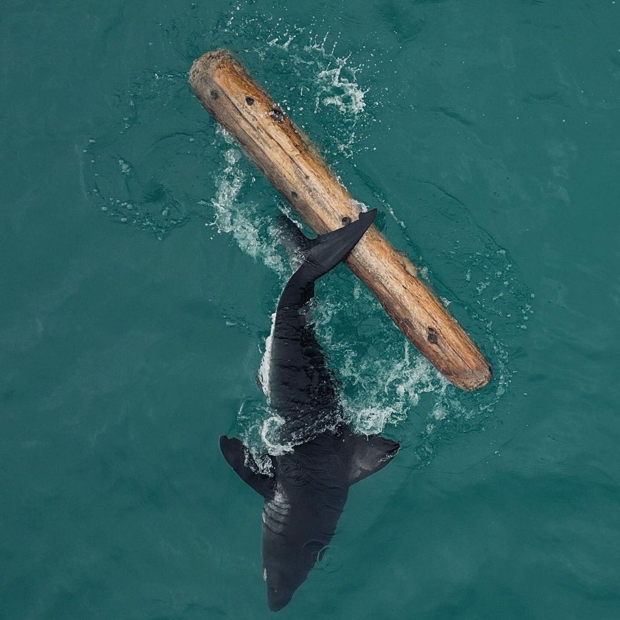 Cute salmon shark with a spotty tum viewed from an overhead drone, theyre rubbing up against a floating log