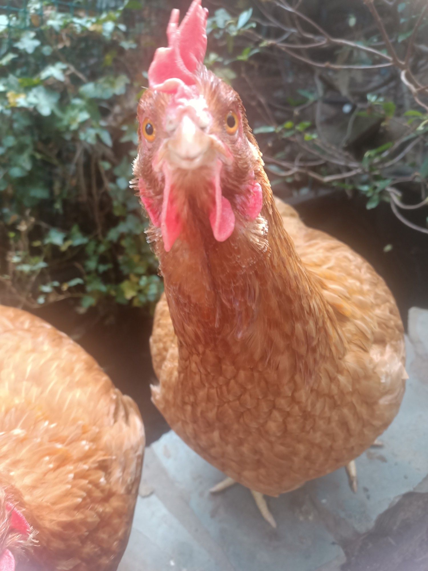 An Isa brown hen staring at the camera