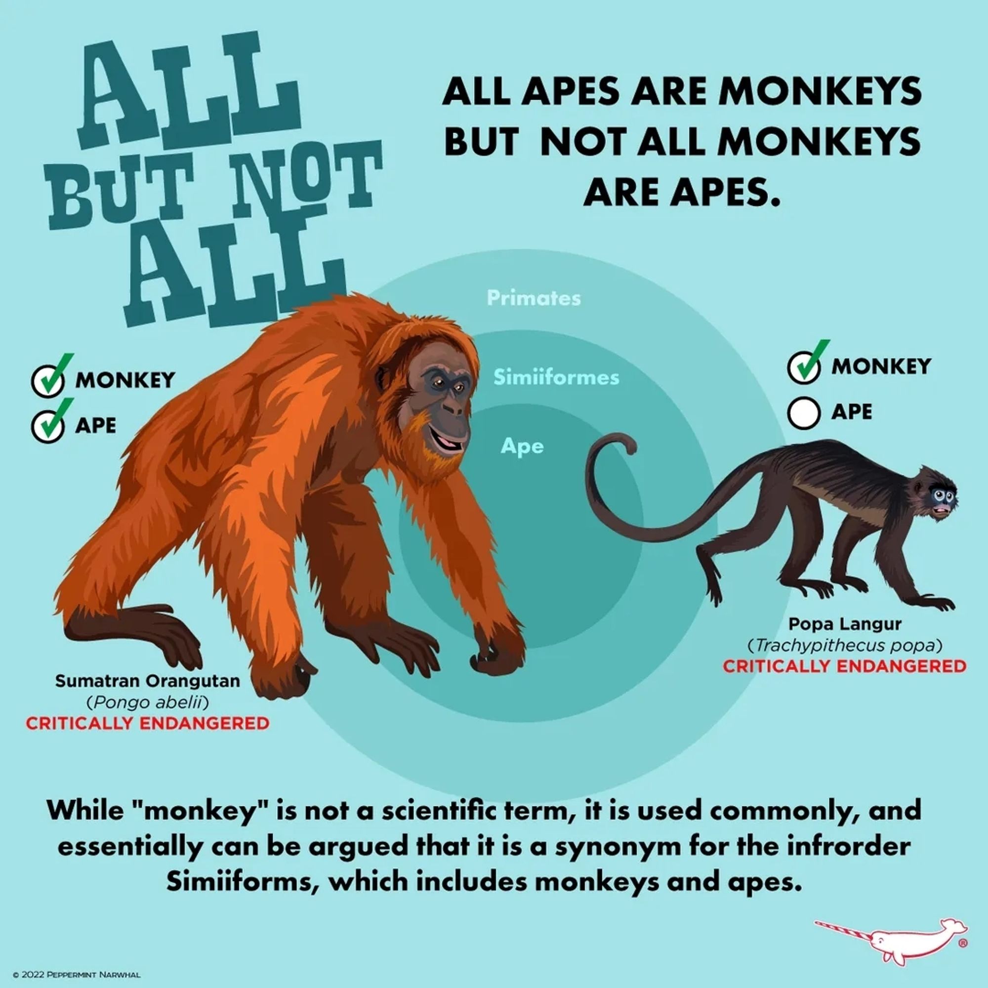 An infographic from Pettermint Narwhal showing how all apes are monkeys, but not all monkeys are apes. It features a drawing of a Sumatran Orangutan (Polgo abelii), with two checkboxes labelled monkey and ape, both checked. In contrast is a Popa Langur (Trachypithecus Popa), which only has the monkey box checked. Both are labelled as critically endangered. 

In the centre are three concentric rings reading from largest to smallest: Primates, Simiiformes,  then Ape.

At the bottom is the explanation; While "monkey" is not a scientific term, it is used commonly, and essentially can be argued that it is a synonym for the infraorder Simiiformes, which includes monkeys and apes.