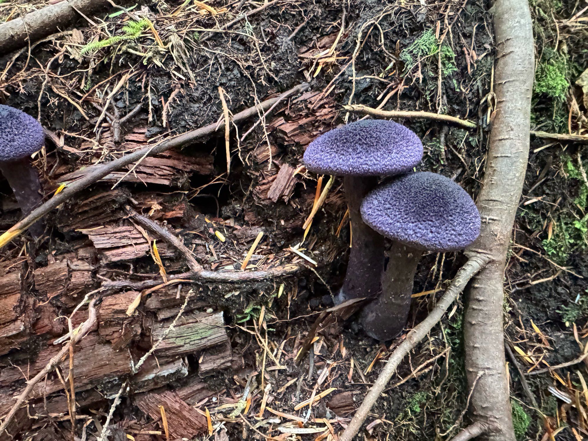 two violet corts geowing next to each other, plus a third falling out of frame