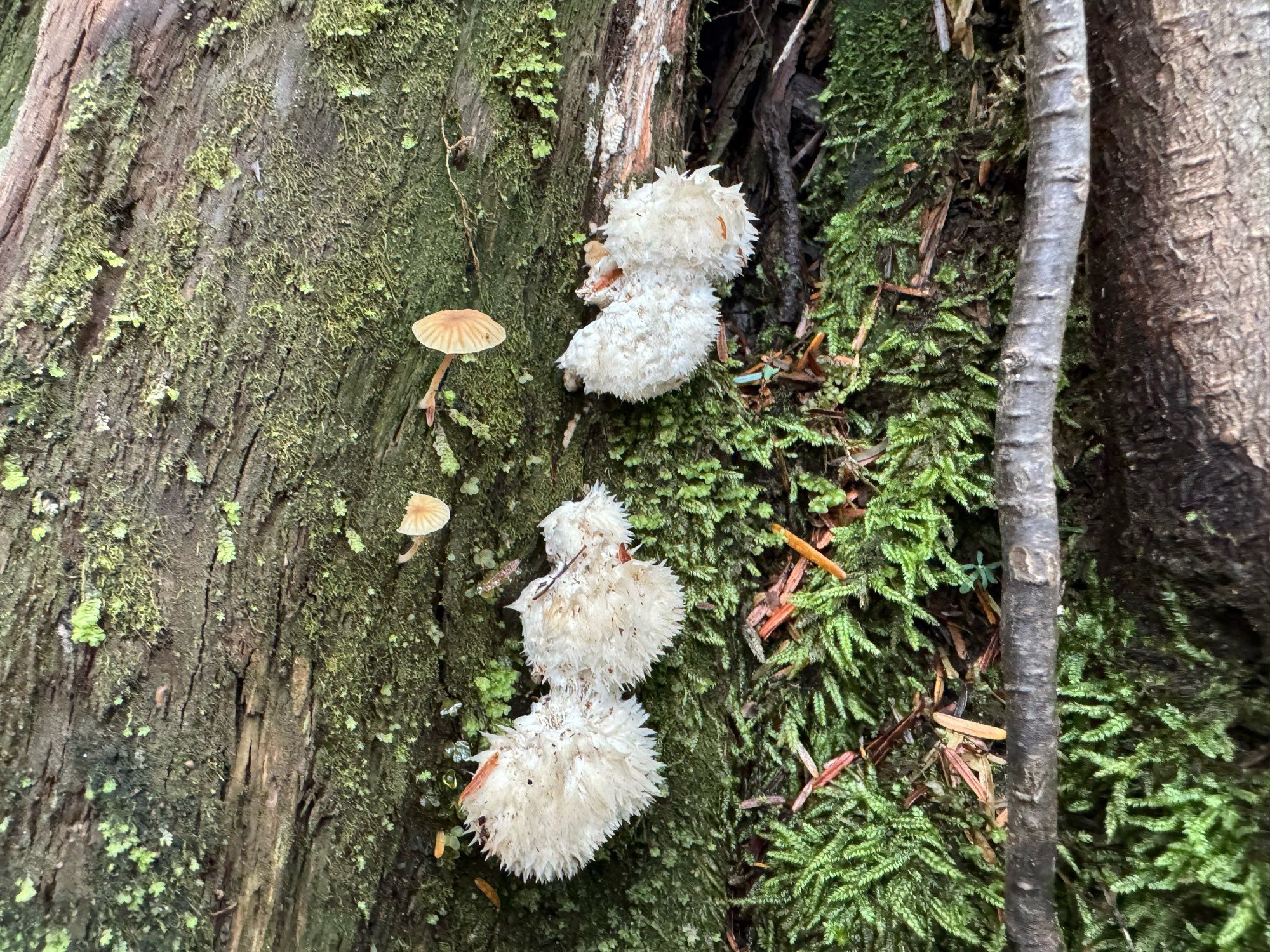 ok these ones are not really shelves i think they are small white round fuzzy shrooms of some sort