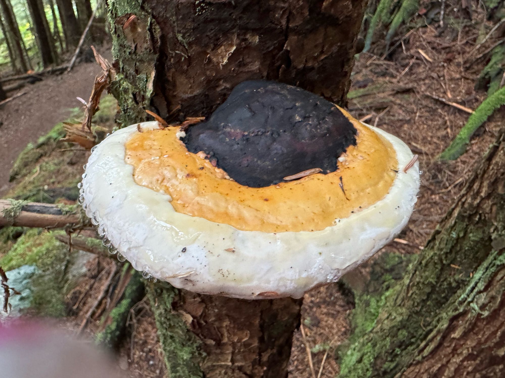 big shelf with a black core then middle yellow ring and outer white ring