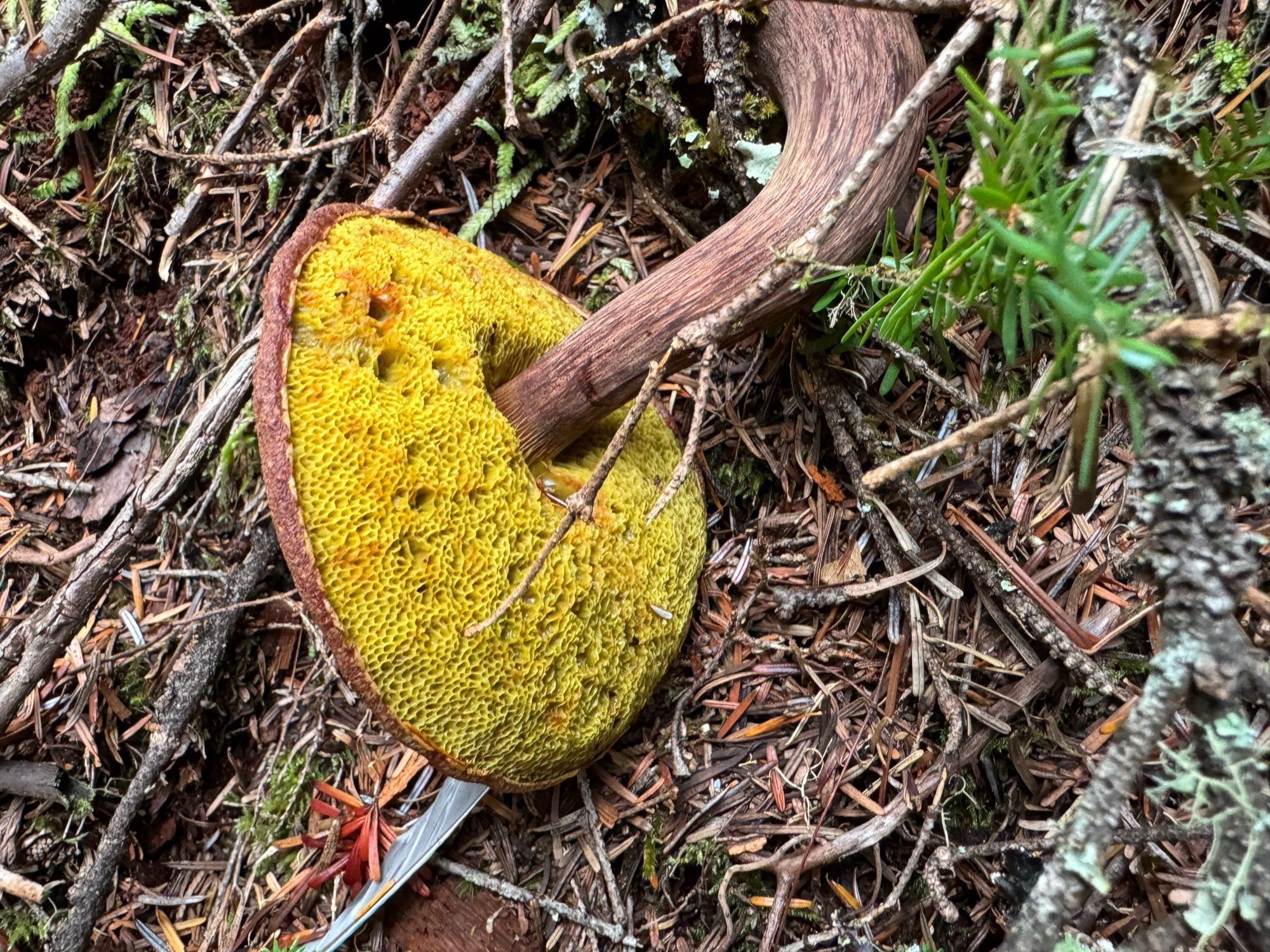 upturned mushroom with yellowy pores under the cap