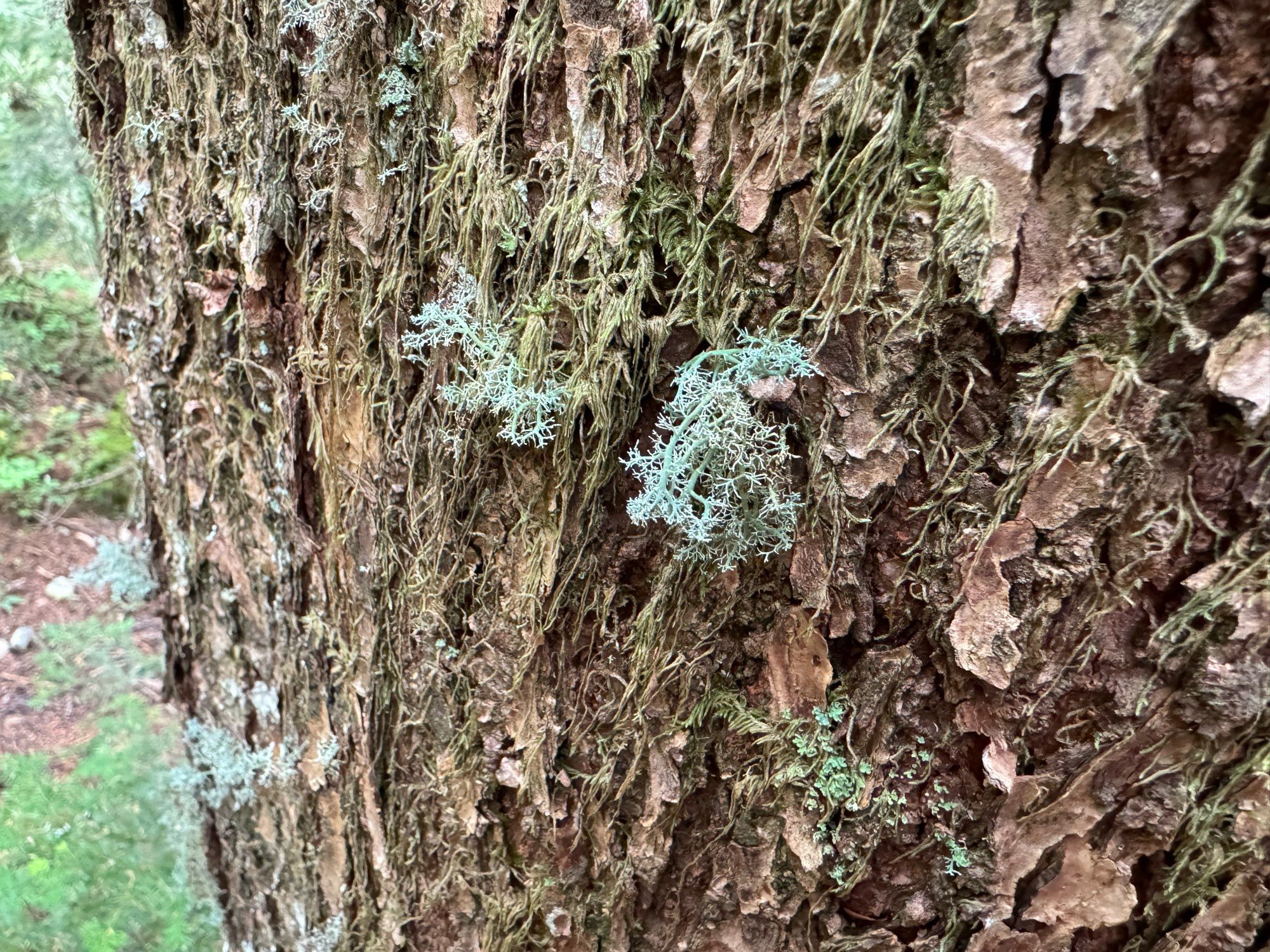 surprise! it's a cute little lichen