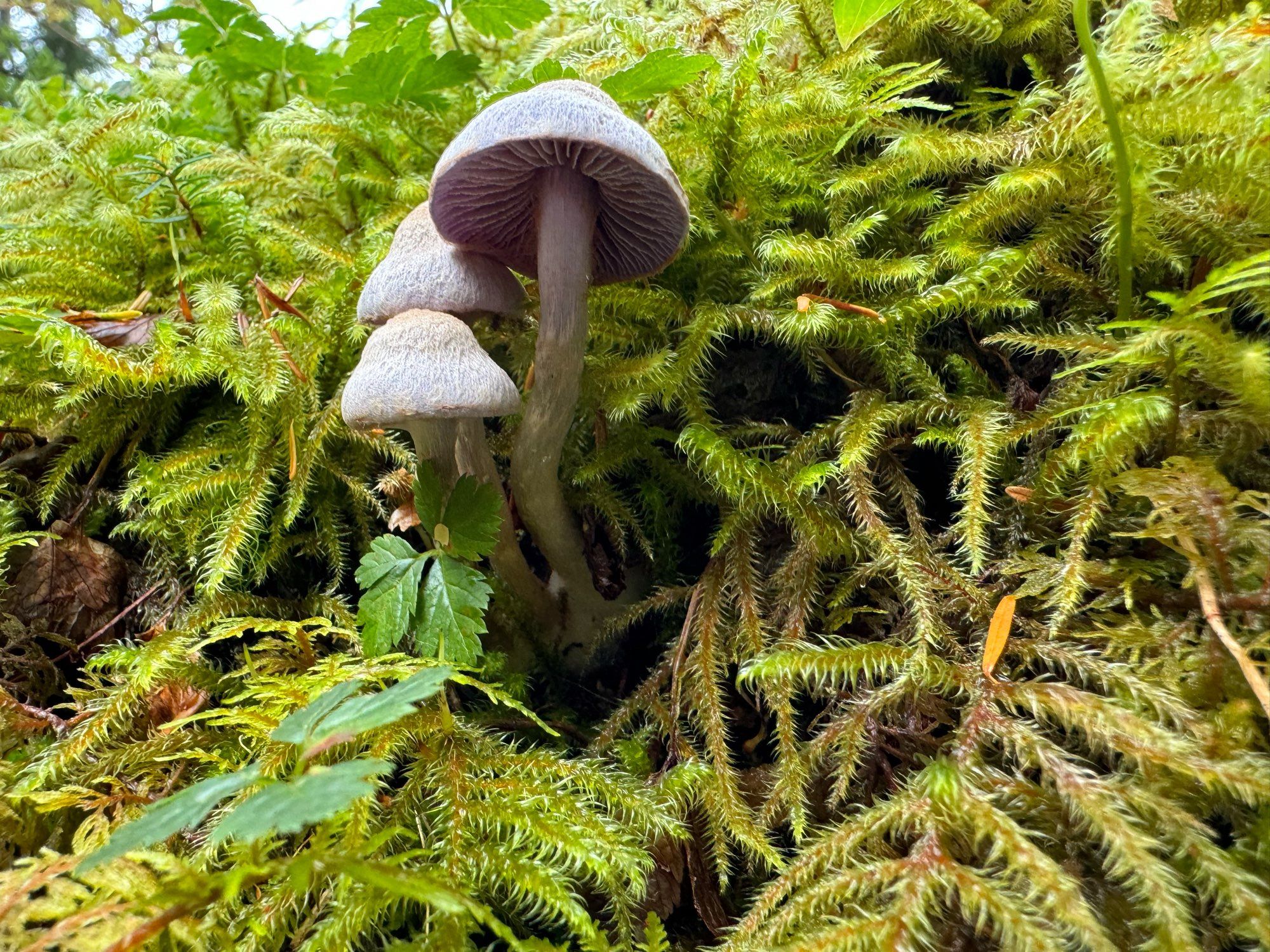 three small white mushrooms seen from slightly below