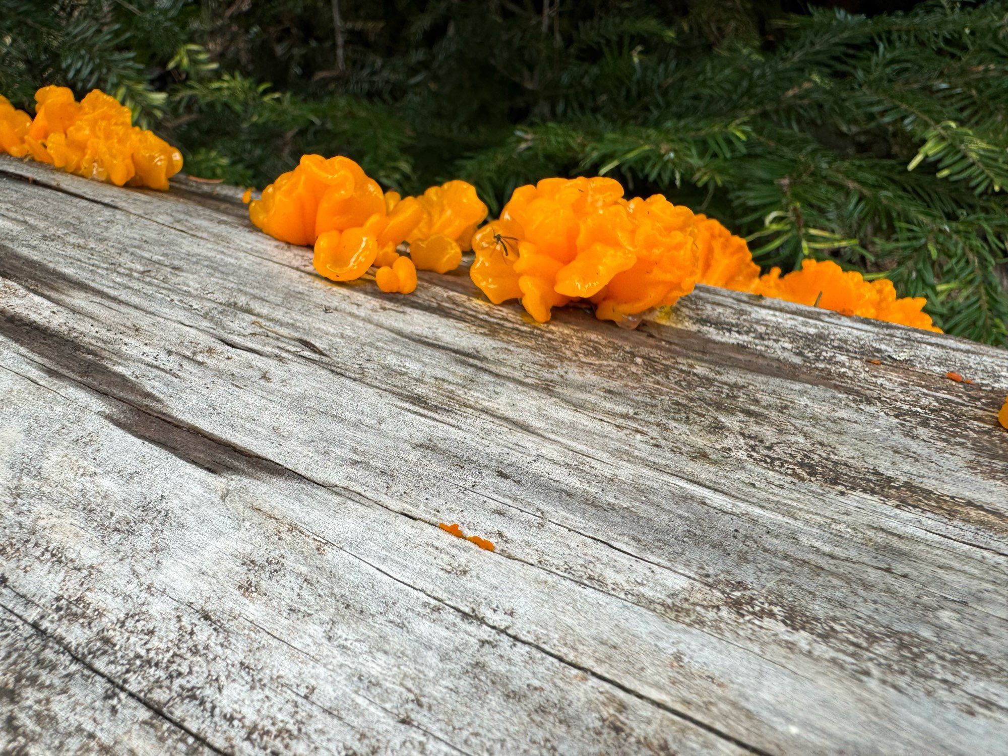 vivid orange ear-esque mushrooms