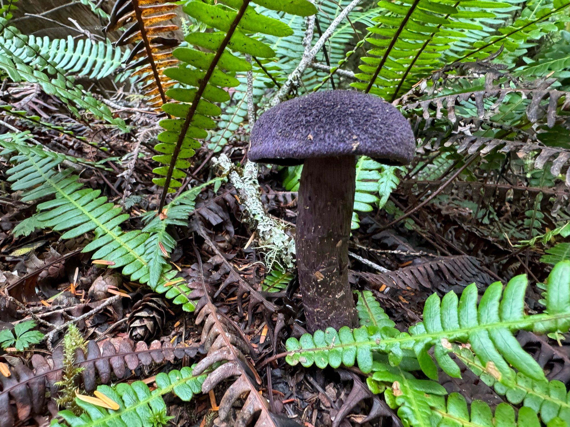 violet cort seen from straight on. thick dark purple mushroom amid ferns