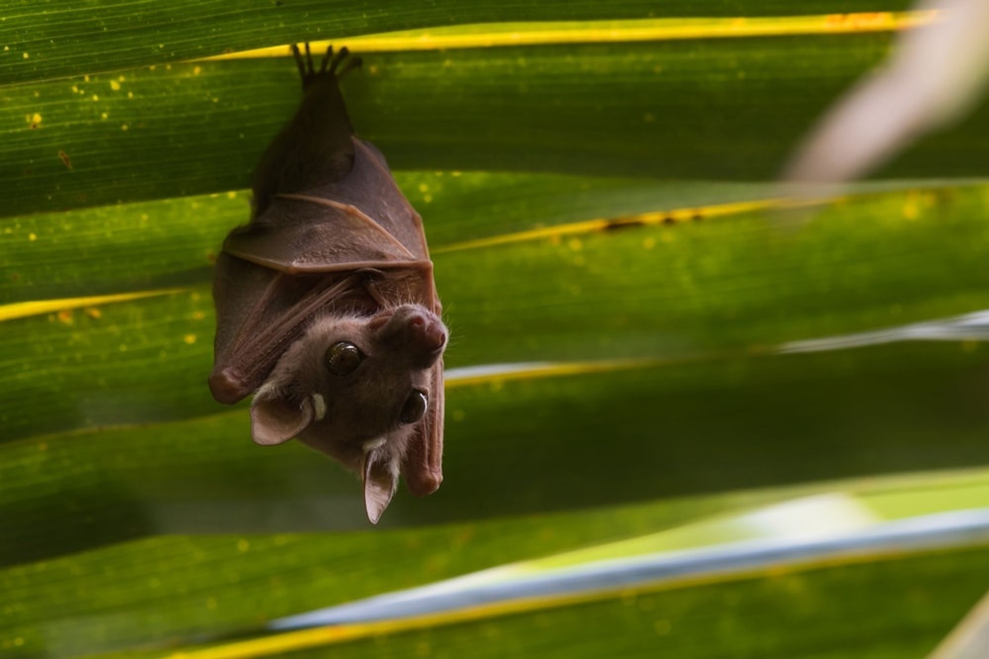 A Pete's Dwarf Epauletted bat, a cute fruit bat, hangs upside down, gazing at the camera from a tropical tree leaf