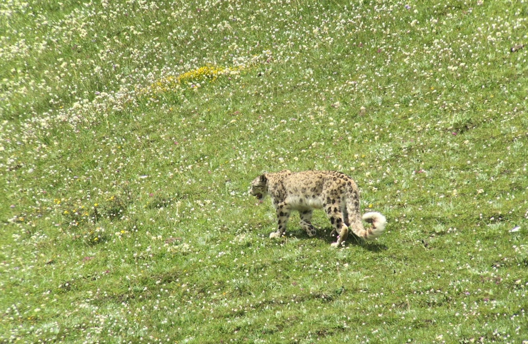 A female snow leopard walks across a grassy meadow smattered with white wildflowers. Spotted in the field in the Valley of the Cats, China, during Imogene’s PhD research. Photo is taken thru a spotting scope lens.