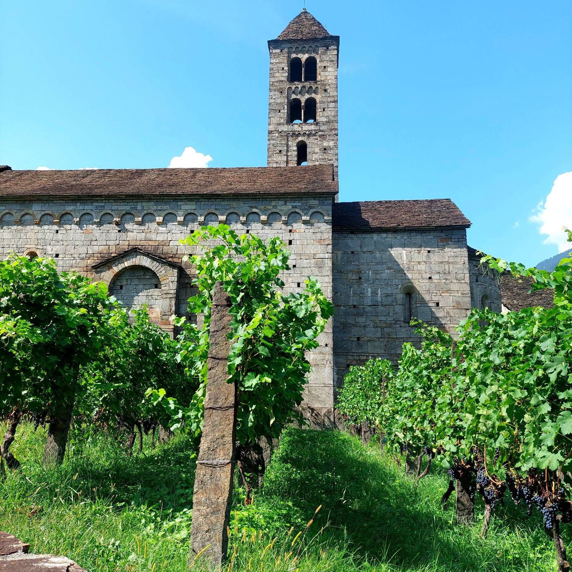 Steinerne Kirche mit offenem Glockenturm inmitten eines Weinbergs.