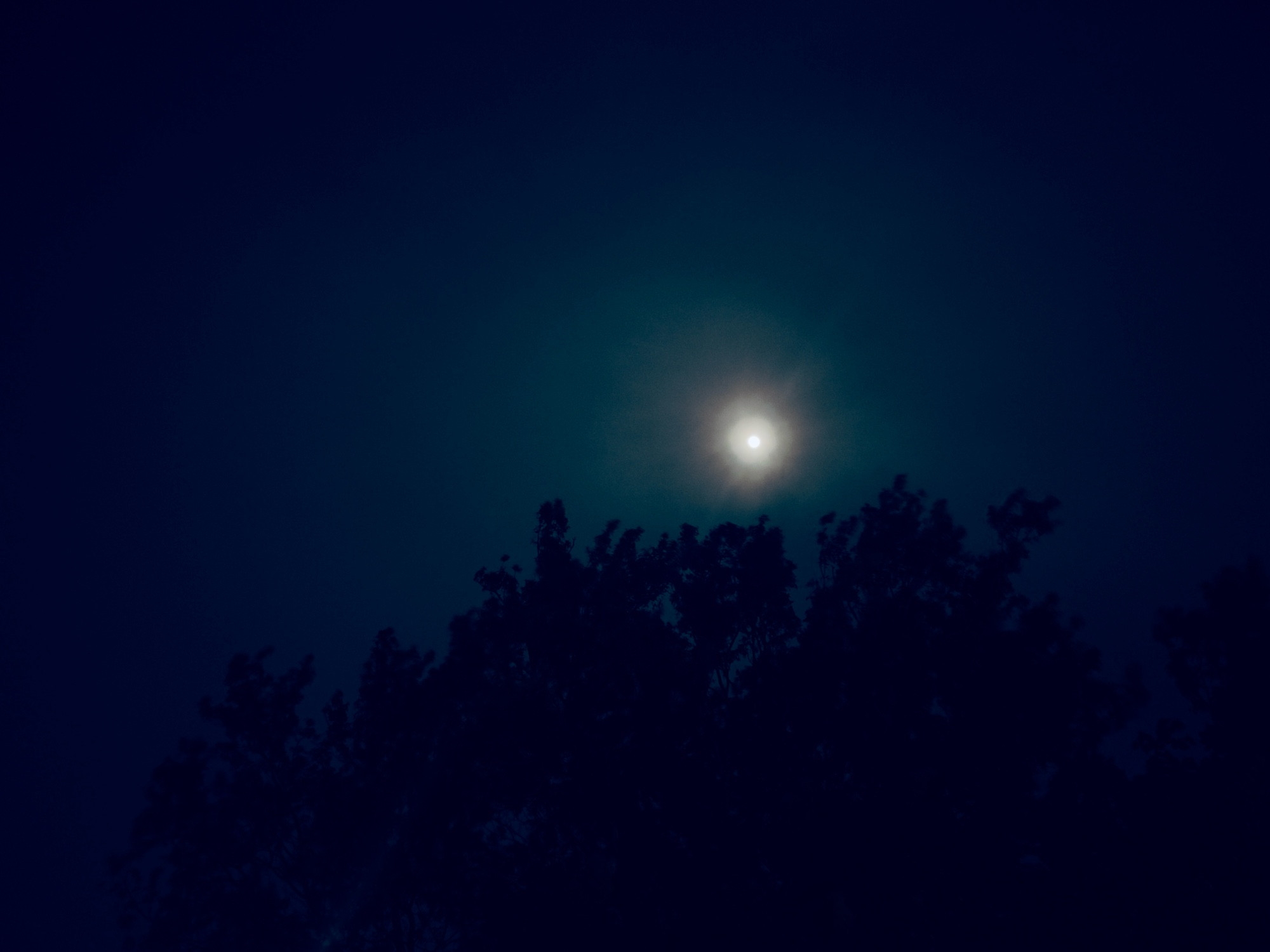 The moon, glowing in a dark blue sky above the outline of a tree