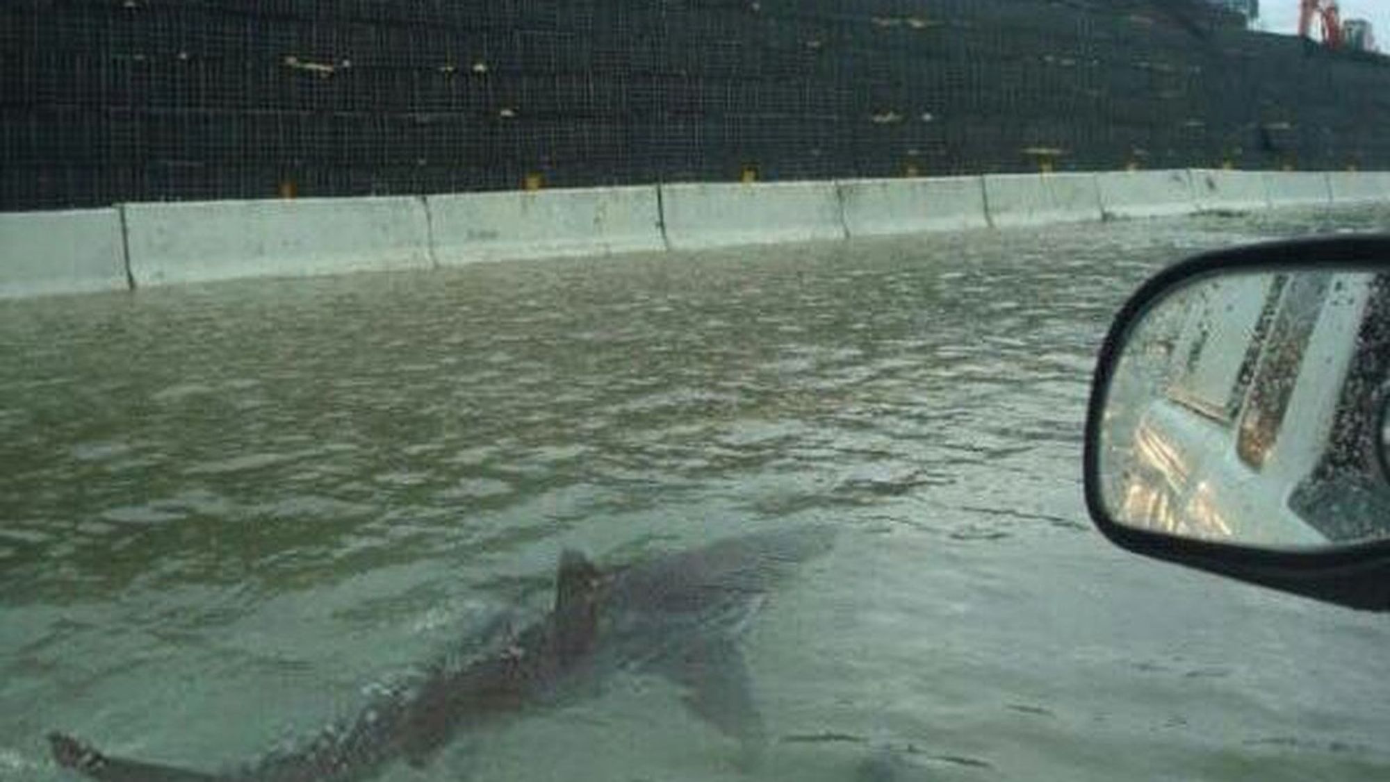 A hoax picture purportedly showing a shark swimming down a flooded highway. It is a real shark but the photo is a composite.