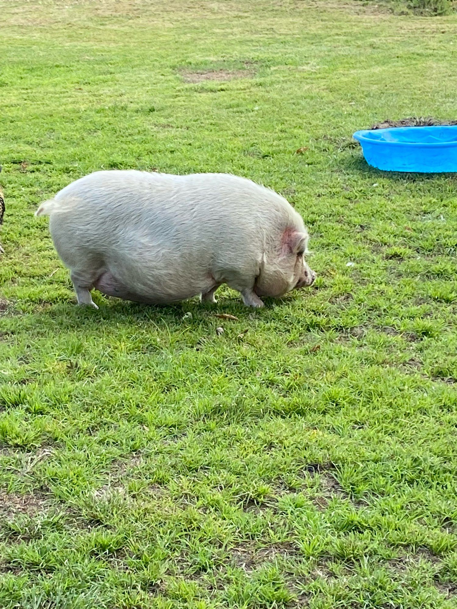 This is a white large Vietnamese pot bellied pig in a green grassy area. She’s so big her belly is only inches from the ground. You can see a blue kiddie pool in the background filled with water. That’s where she drinks from.