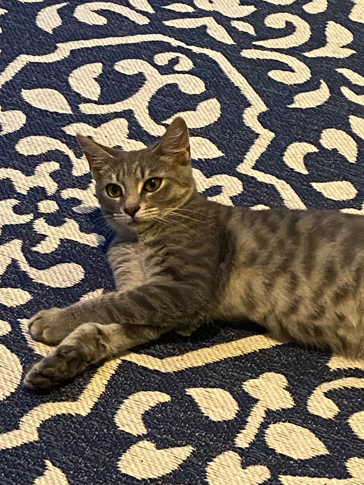 Light gray young tabby kitten laying on its side and looking into the camera. He’s on a black and white swirl rug.